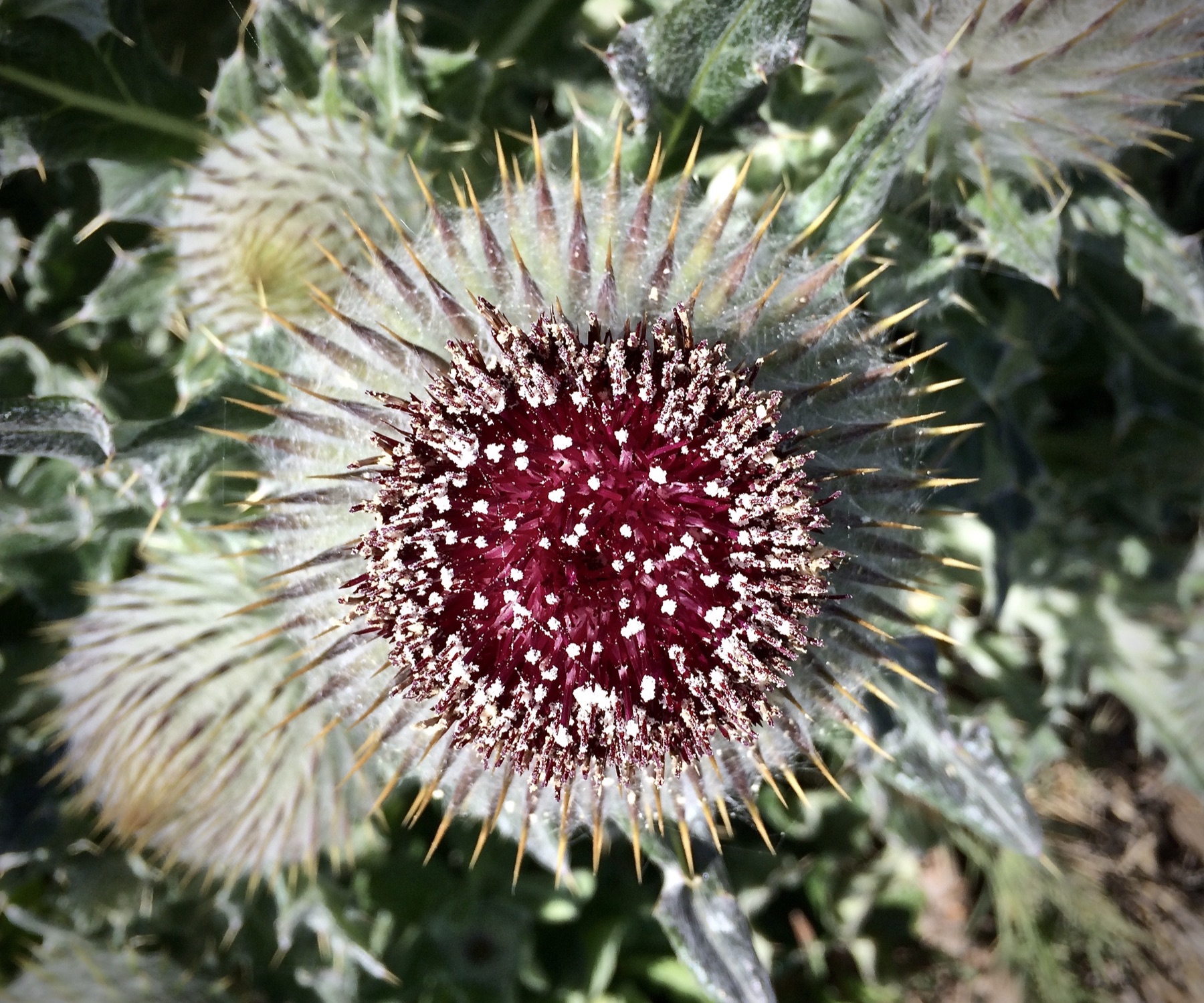 Cobwebby Thistle — photo 24