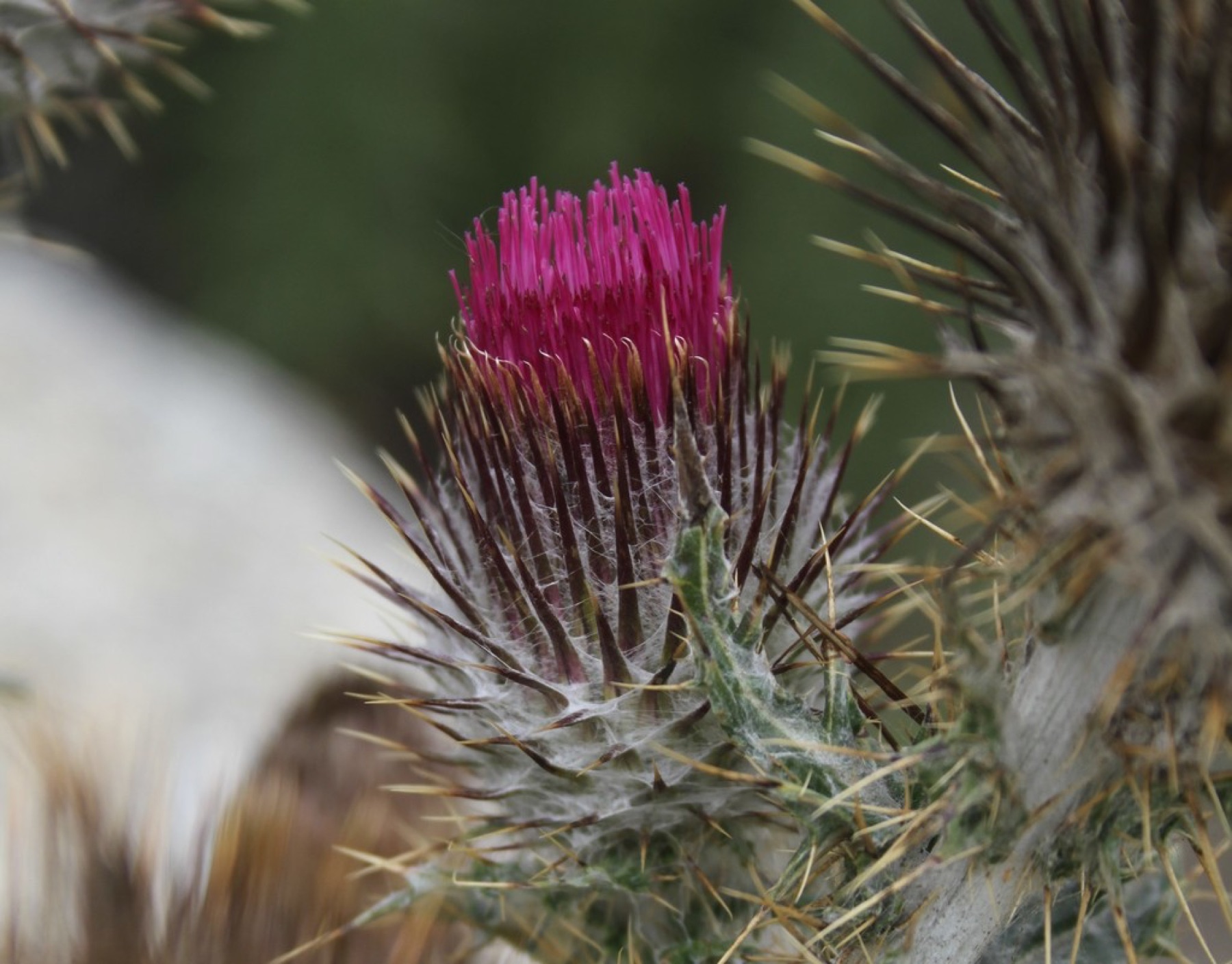 Cobwebby Thistle