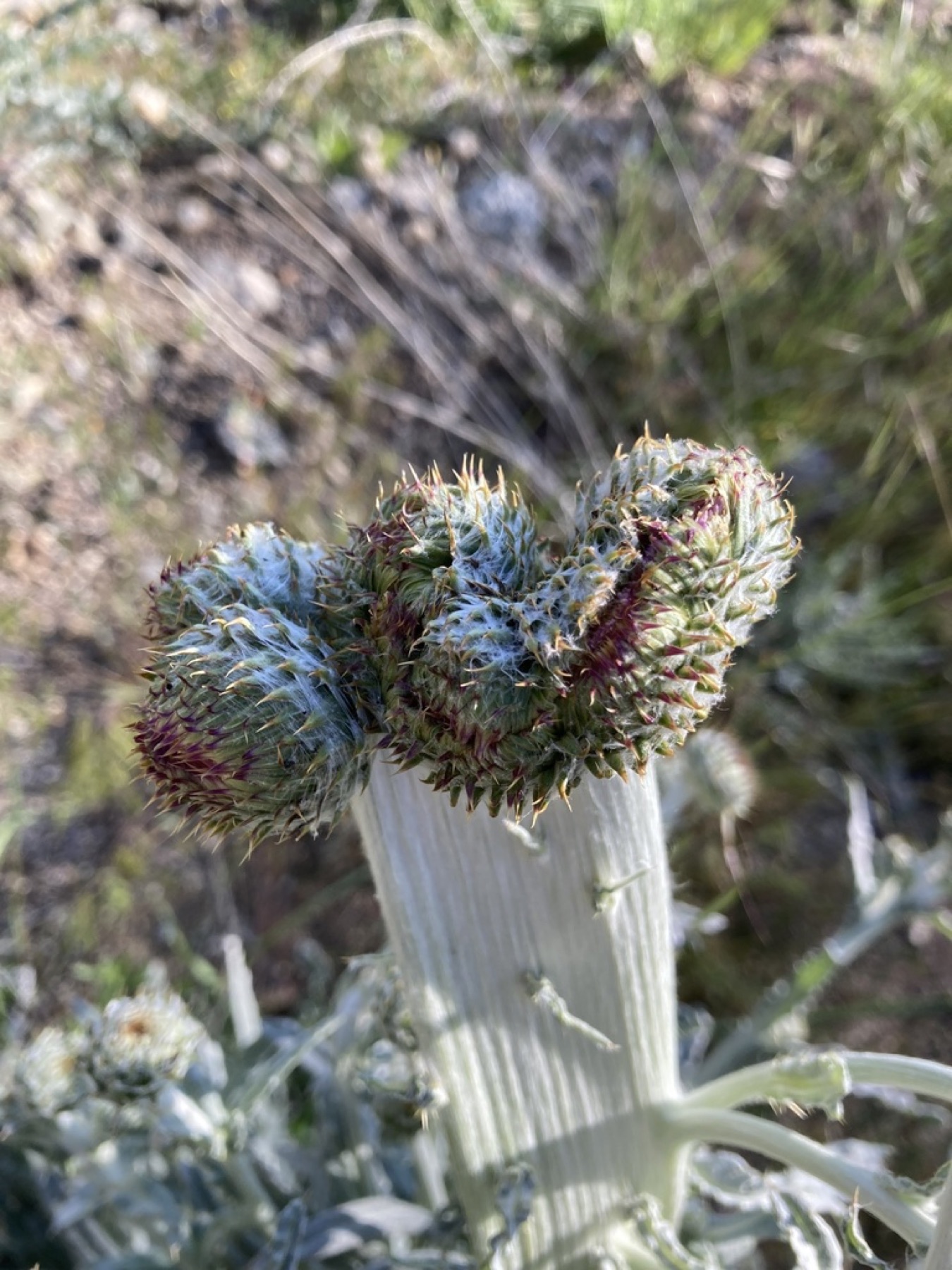 Cobwebby Thistle — photo 2
