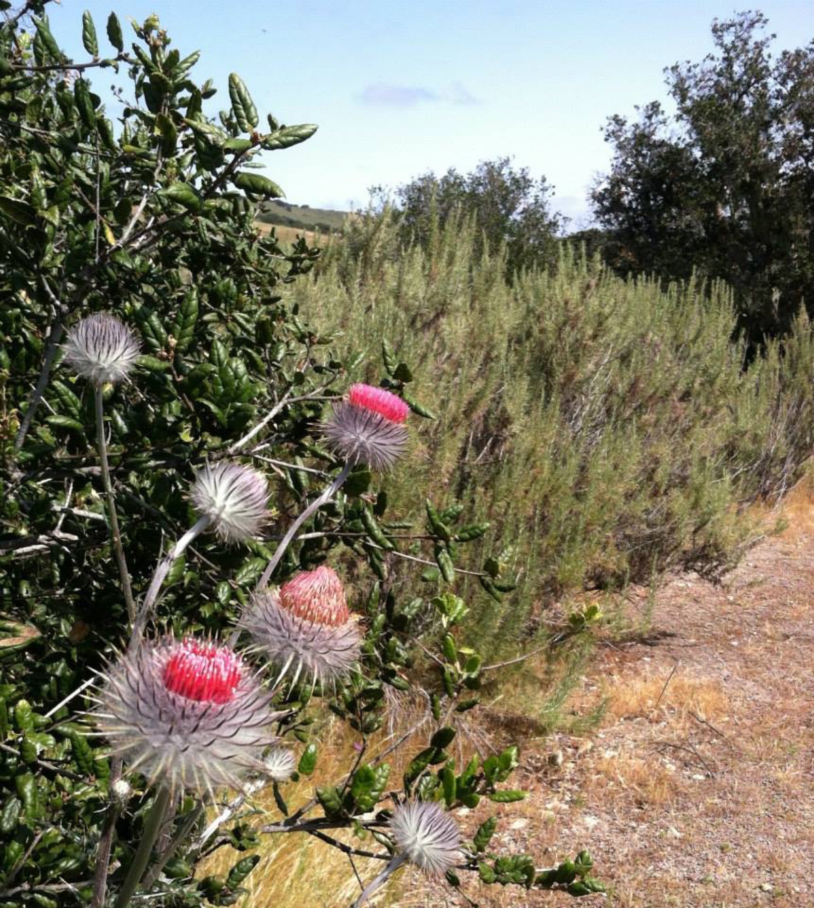 Cobwebby Thistle — photo 3