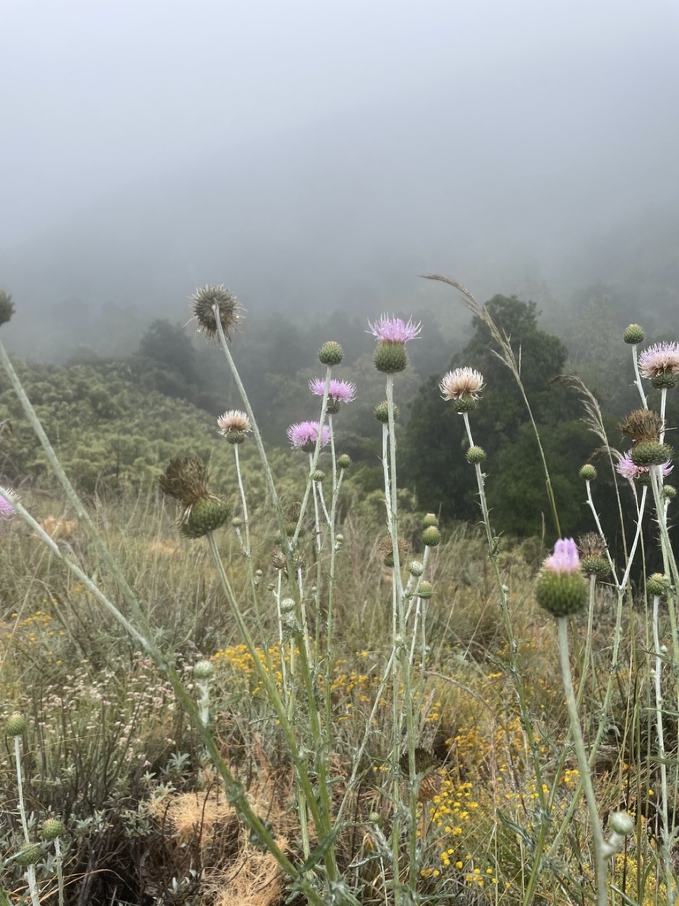 Cobwebby Thistle — photo 4
