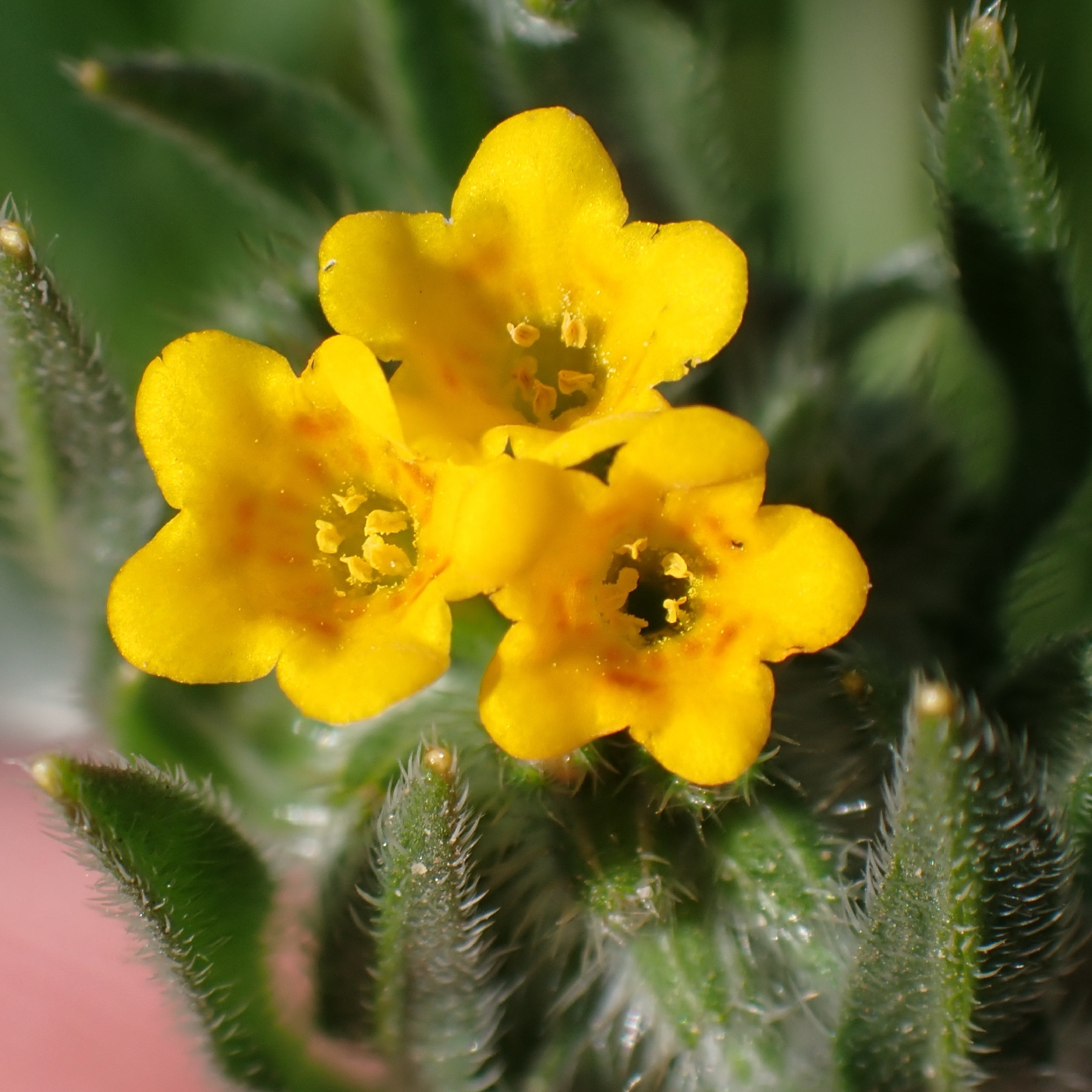 Common Fiddleneck — photo 6