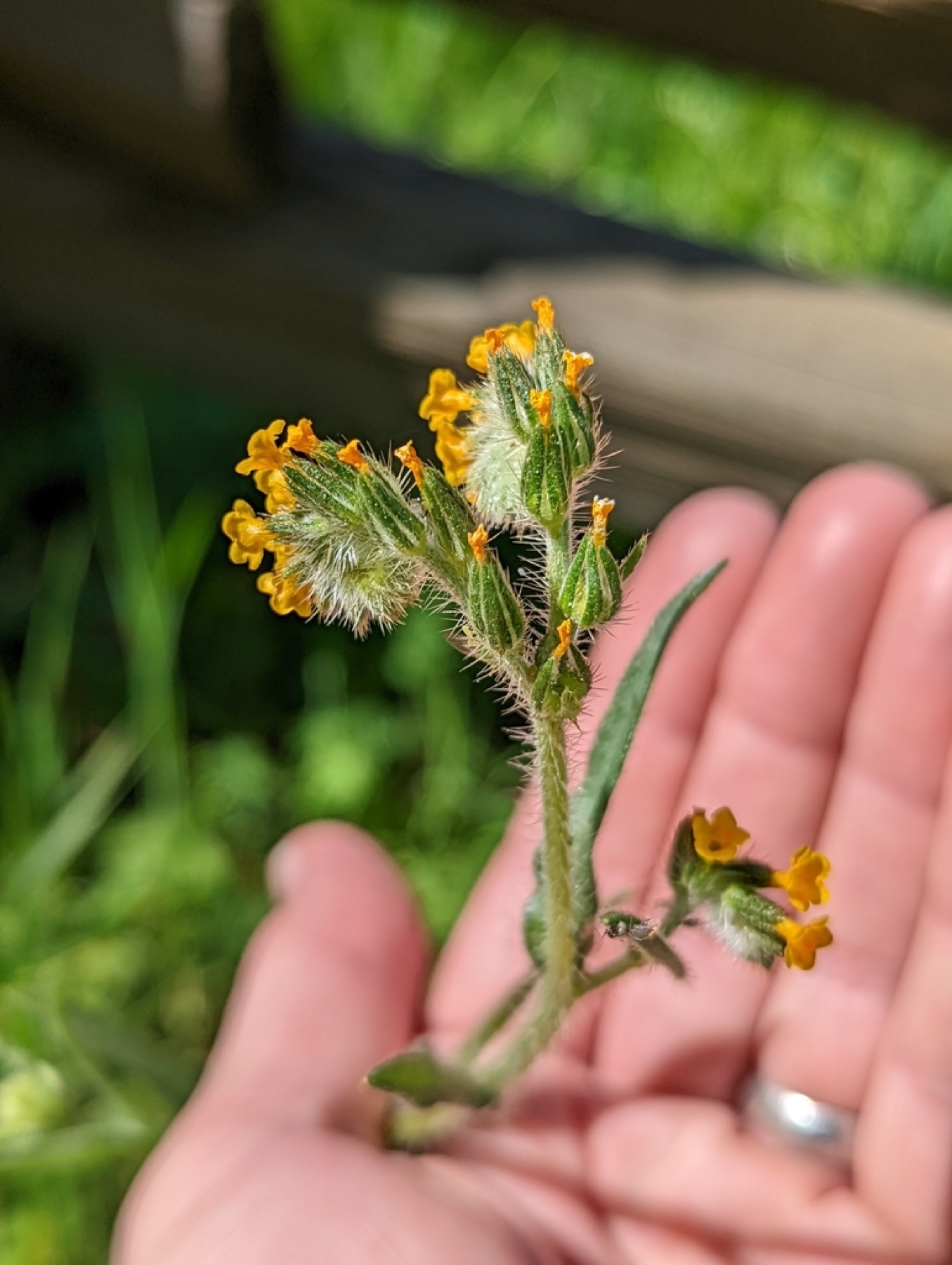 Common Fiddleneck — photo 7