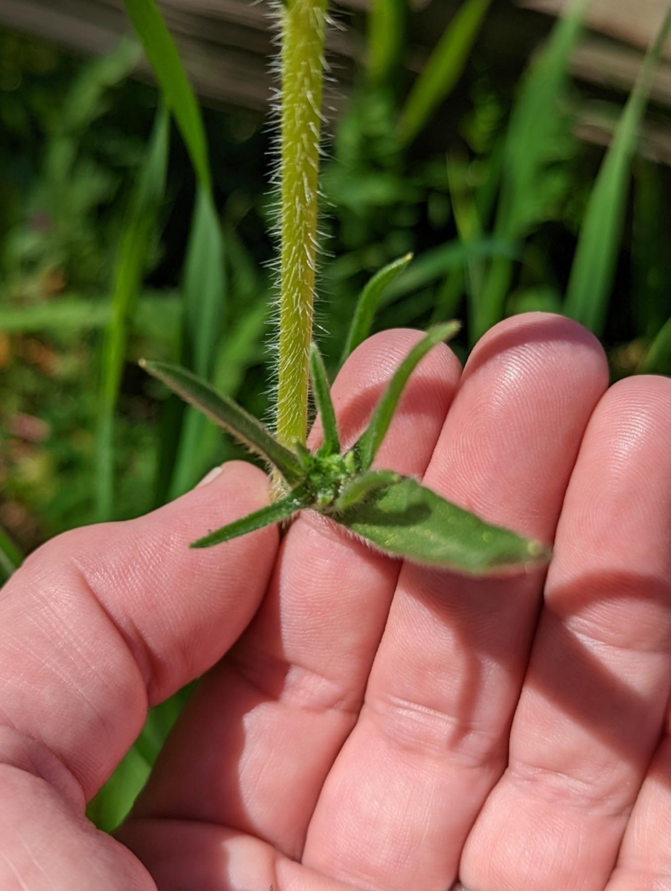 Common Fiddleneck — photo 8
