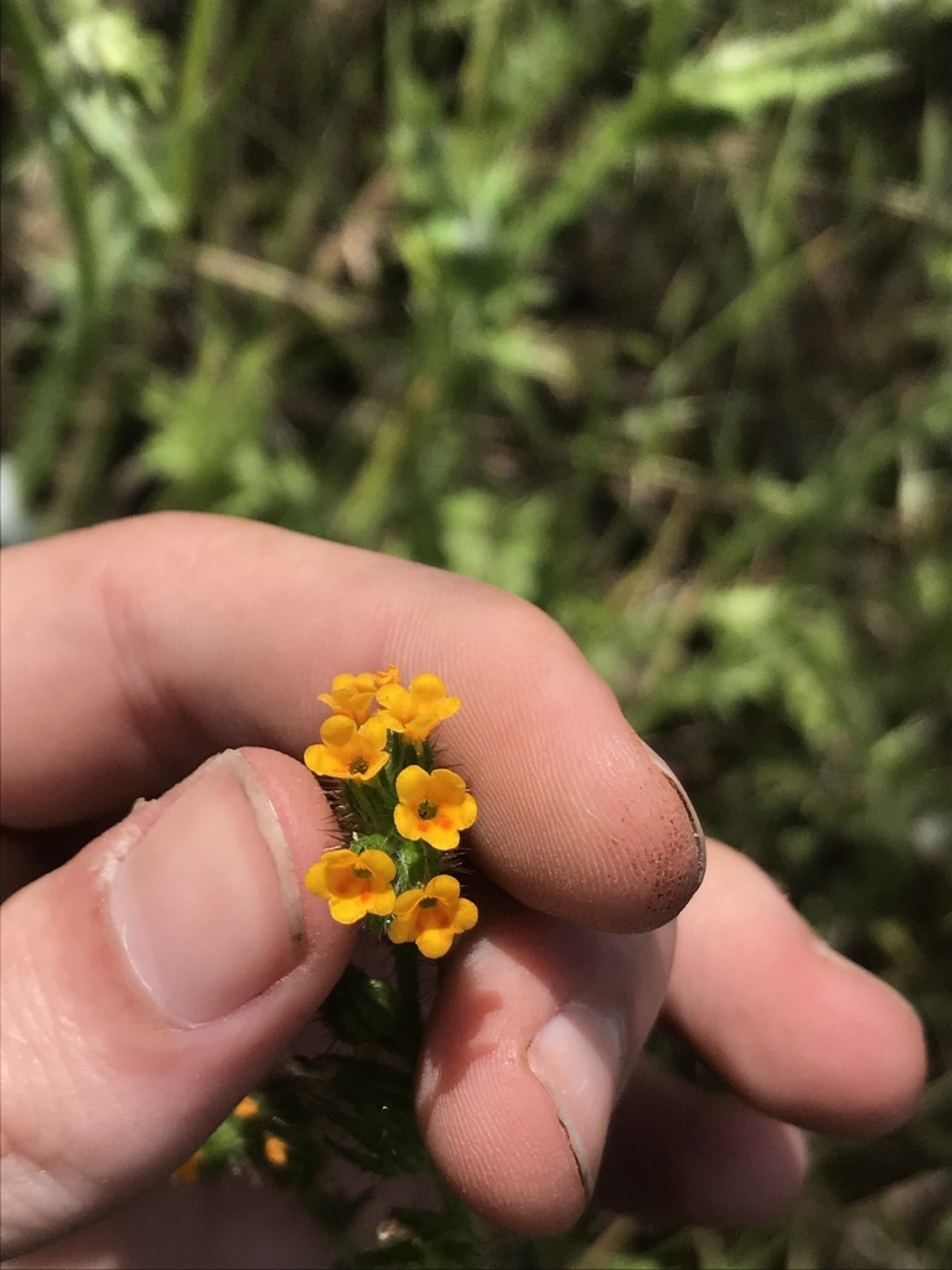 Common Fiddleneck — photo 9