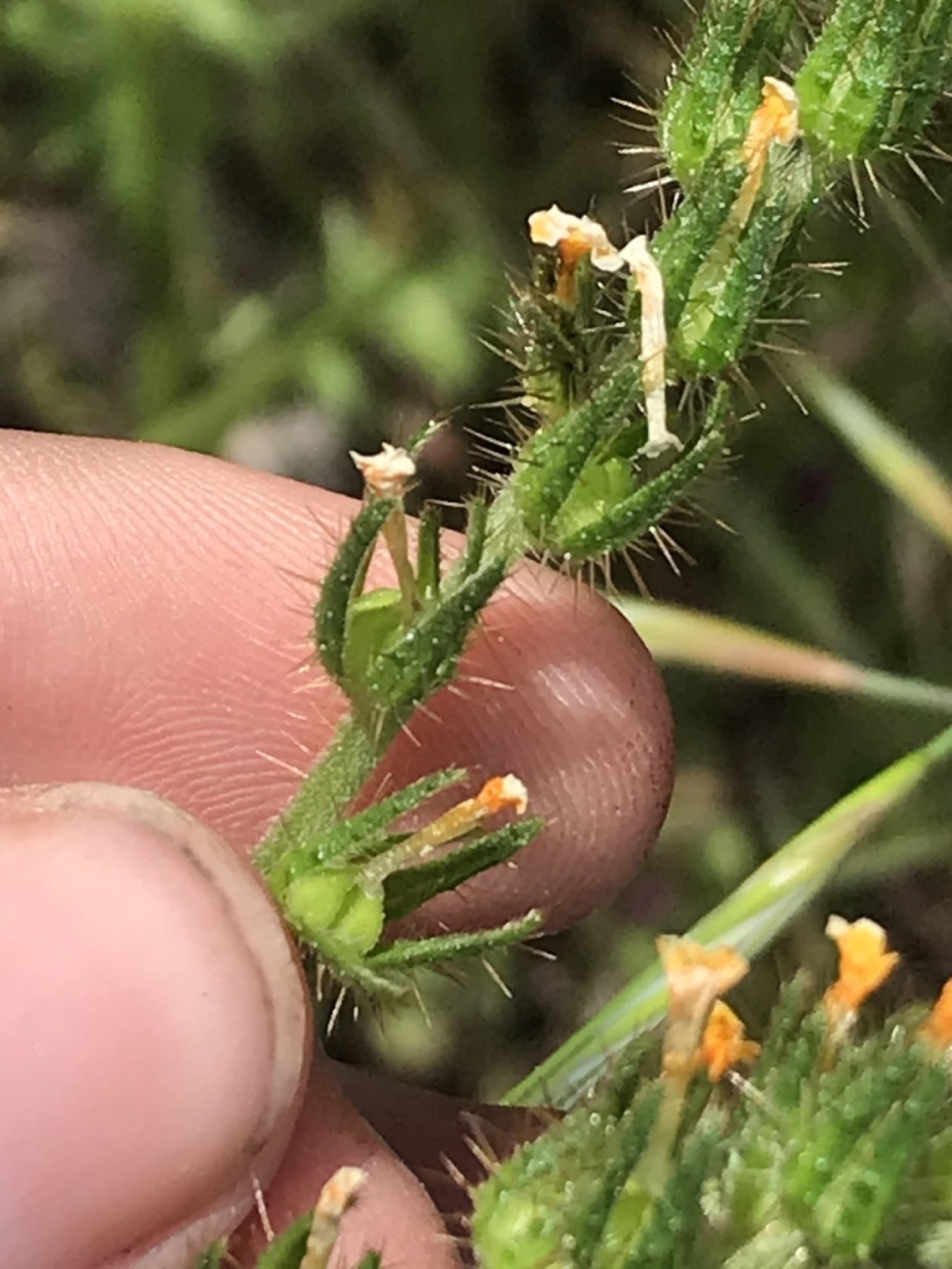 Common Fiddleneck — photo 10