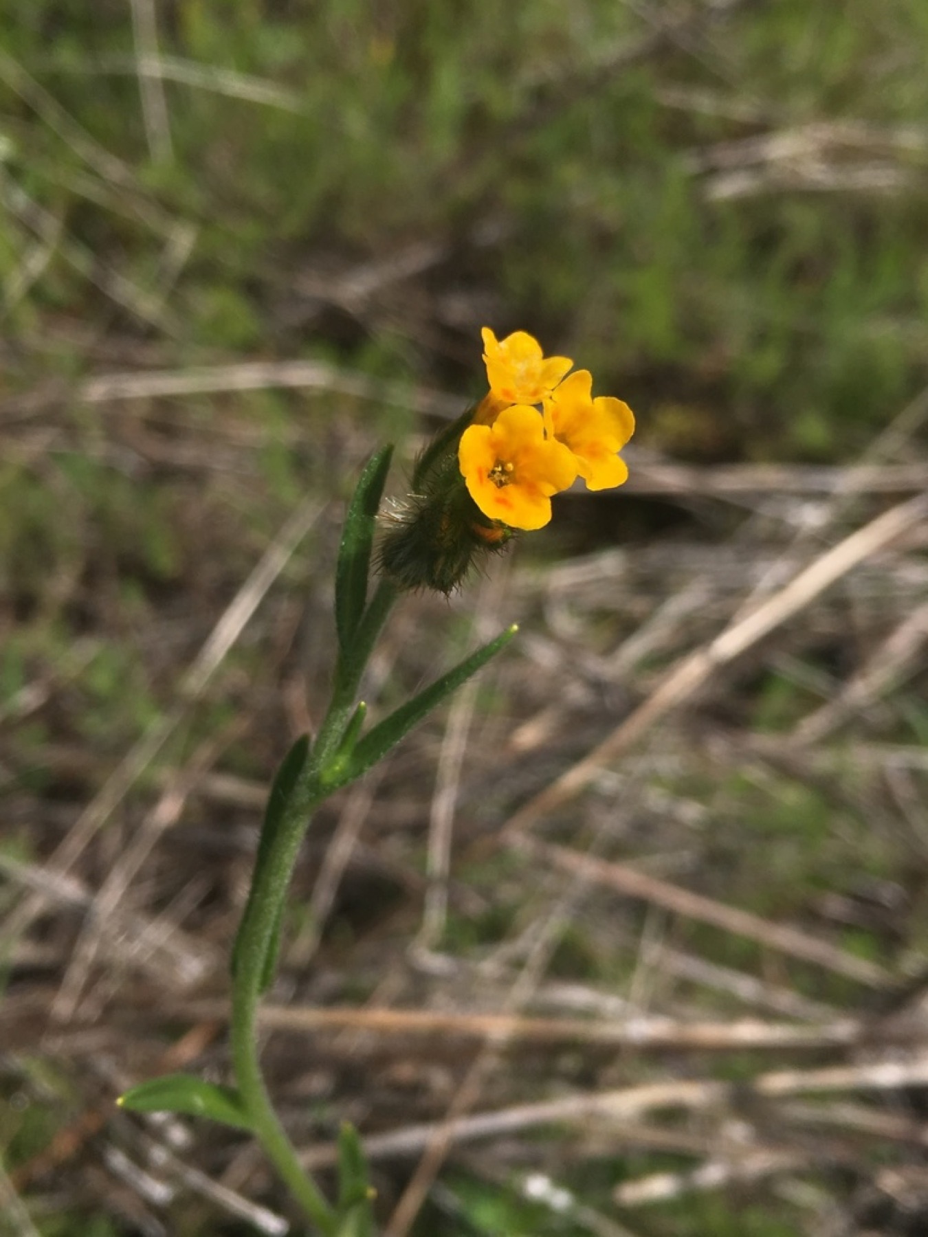 Common Fiddleneck — photo 11