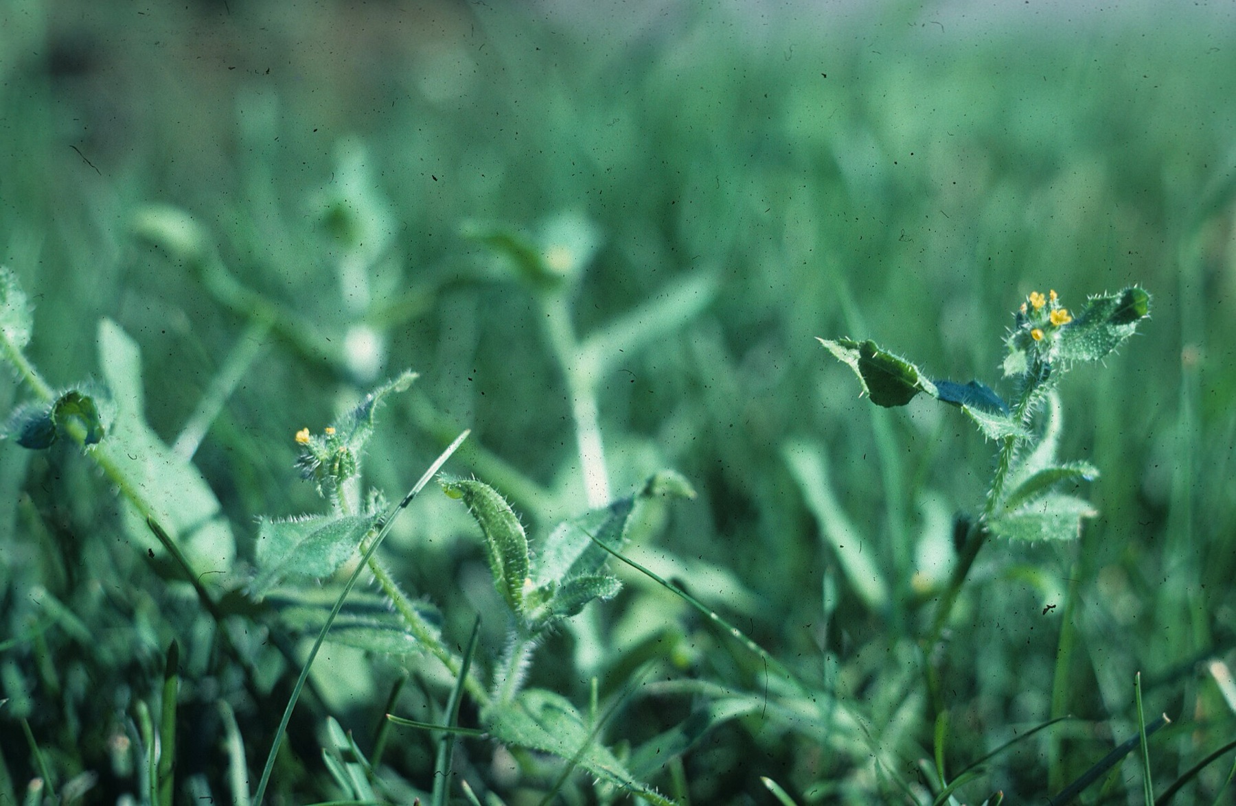 Common Fiddleneck — photo 12