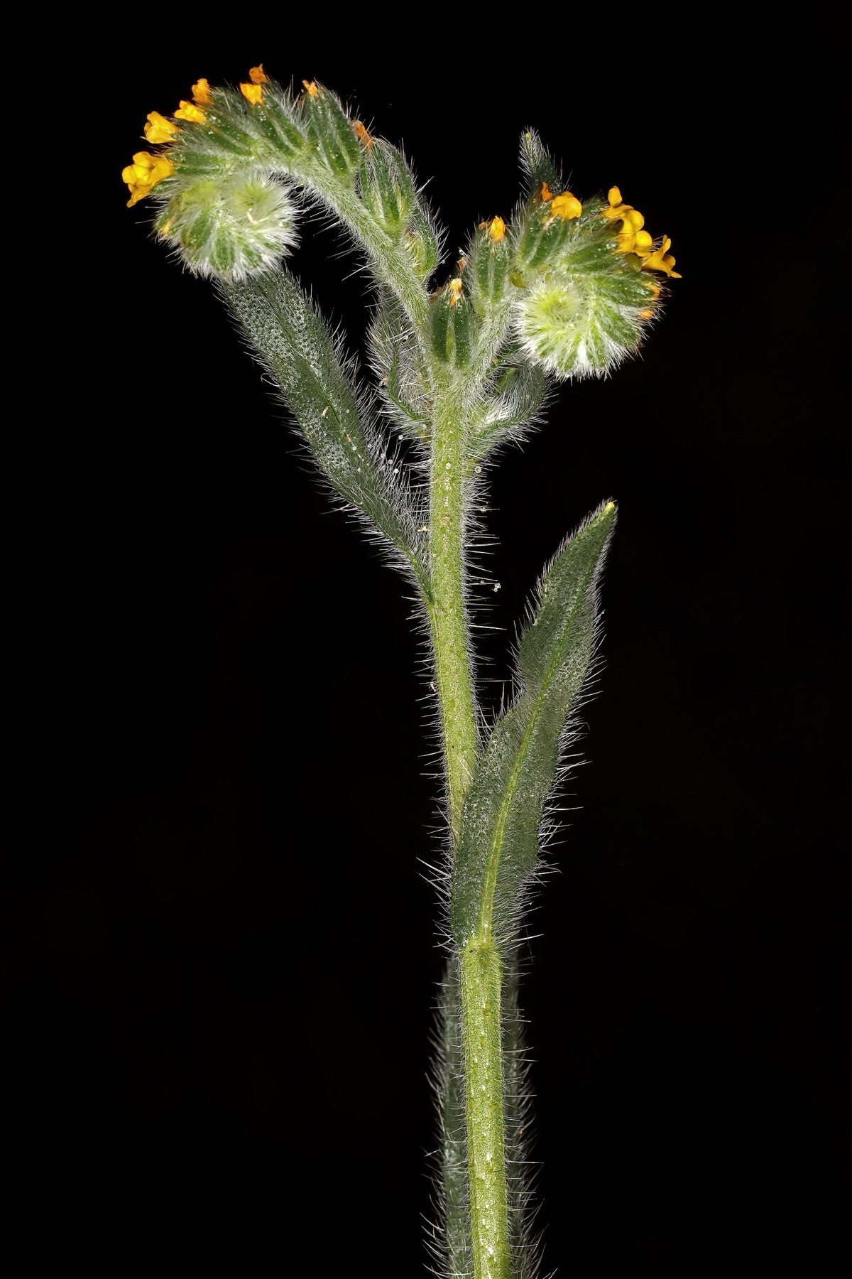 Common Fiddleneck — photo 13