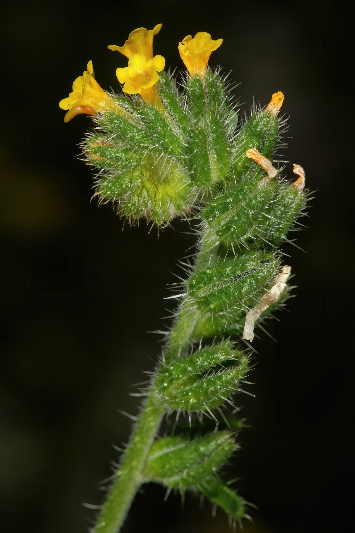 Common Fiddleneck — photo 14