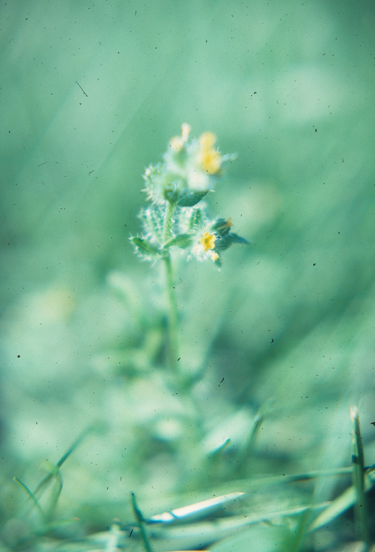 Common Fiddleneck — photo 15
