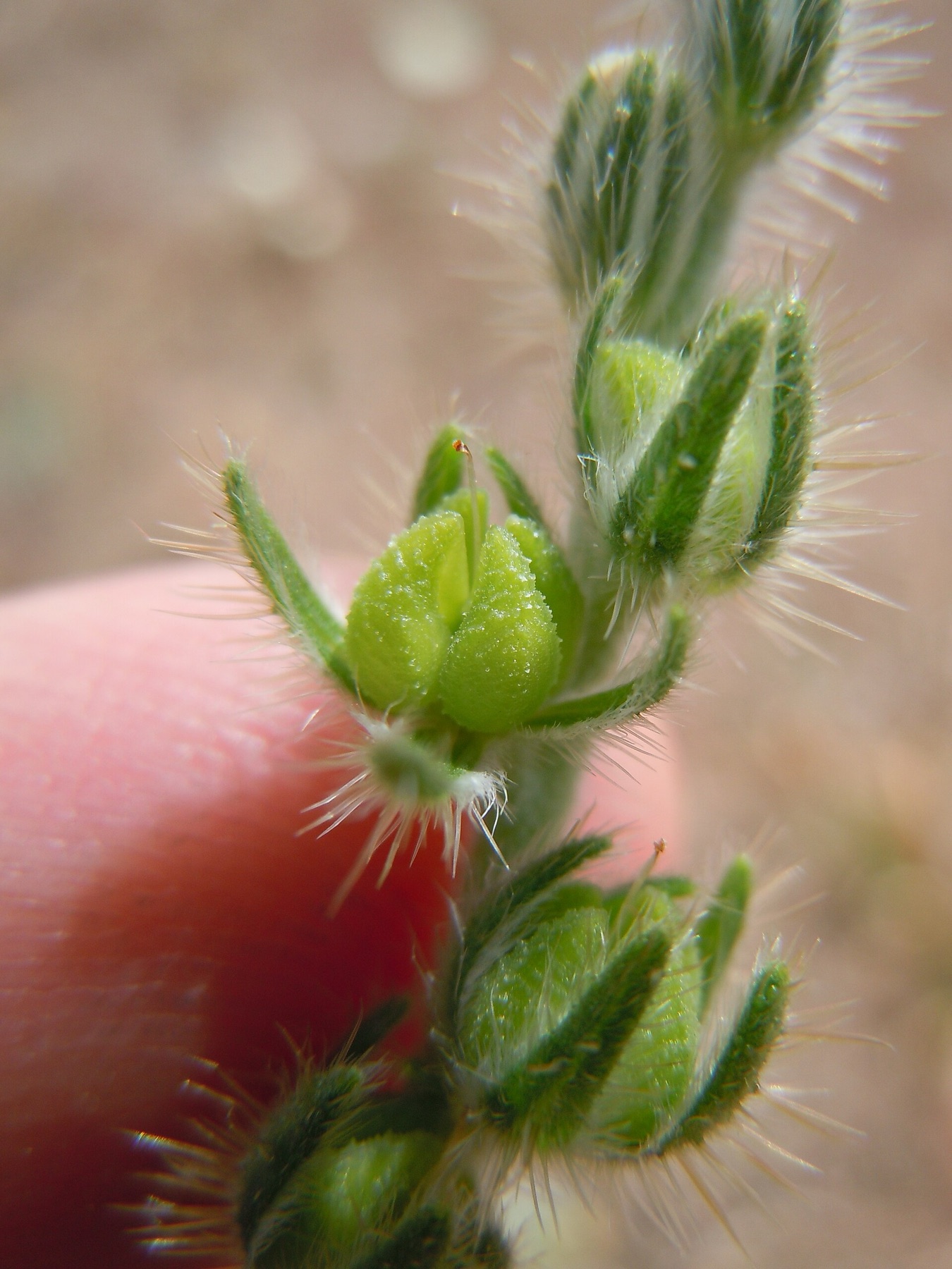 Common Fiddleneck — photo 16