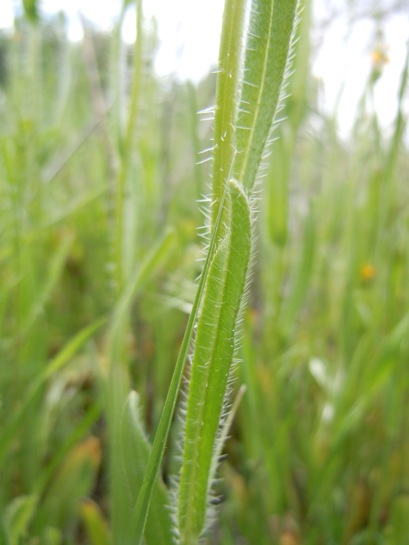 Common Fiddleneck — photo 17