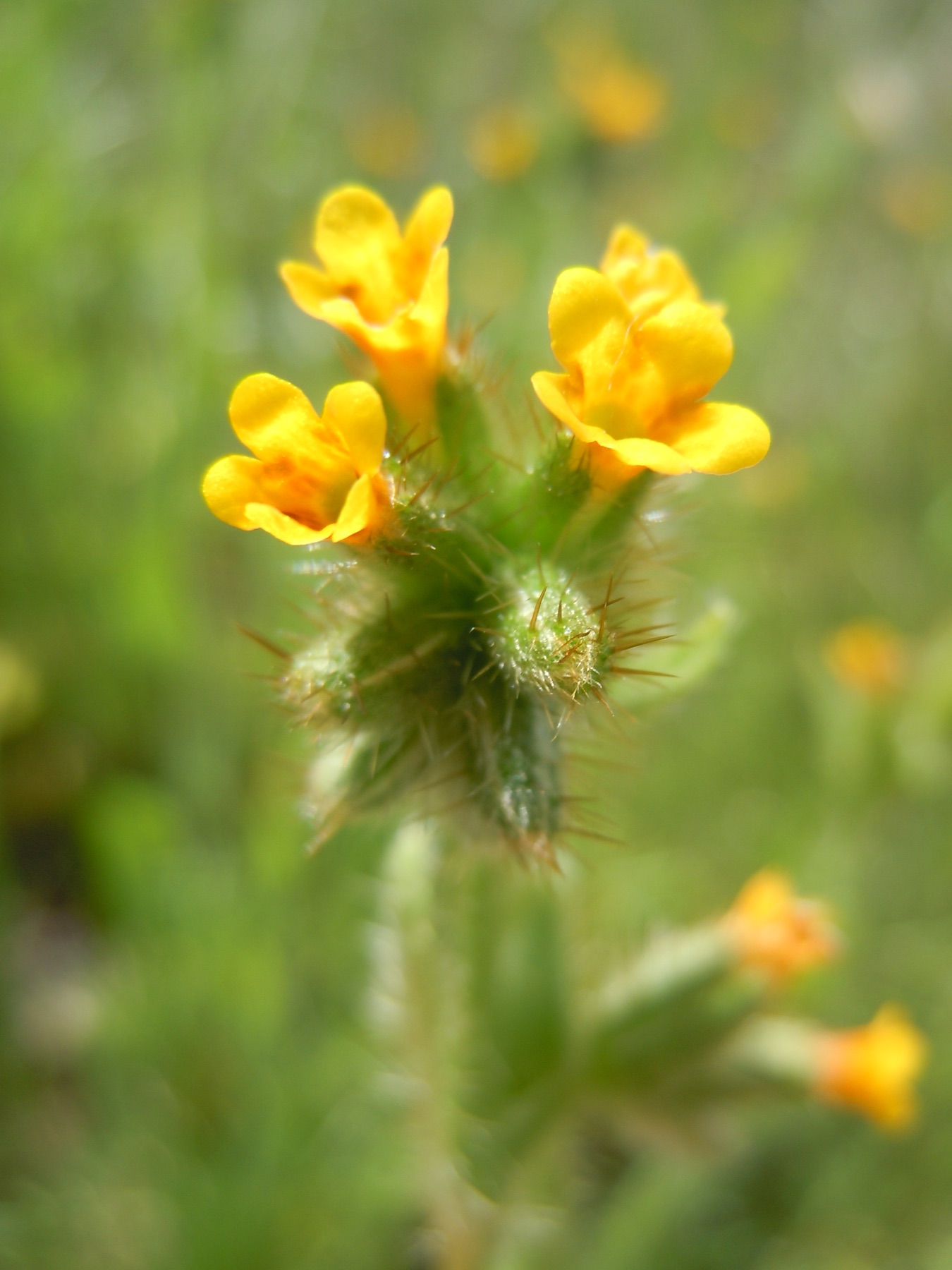 Common Fiddleneck — photo 18