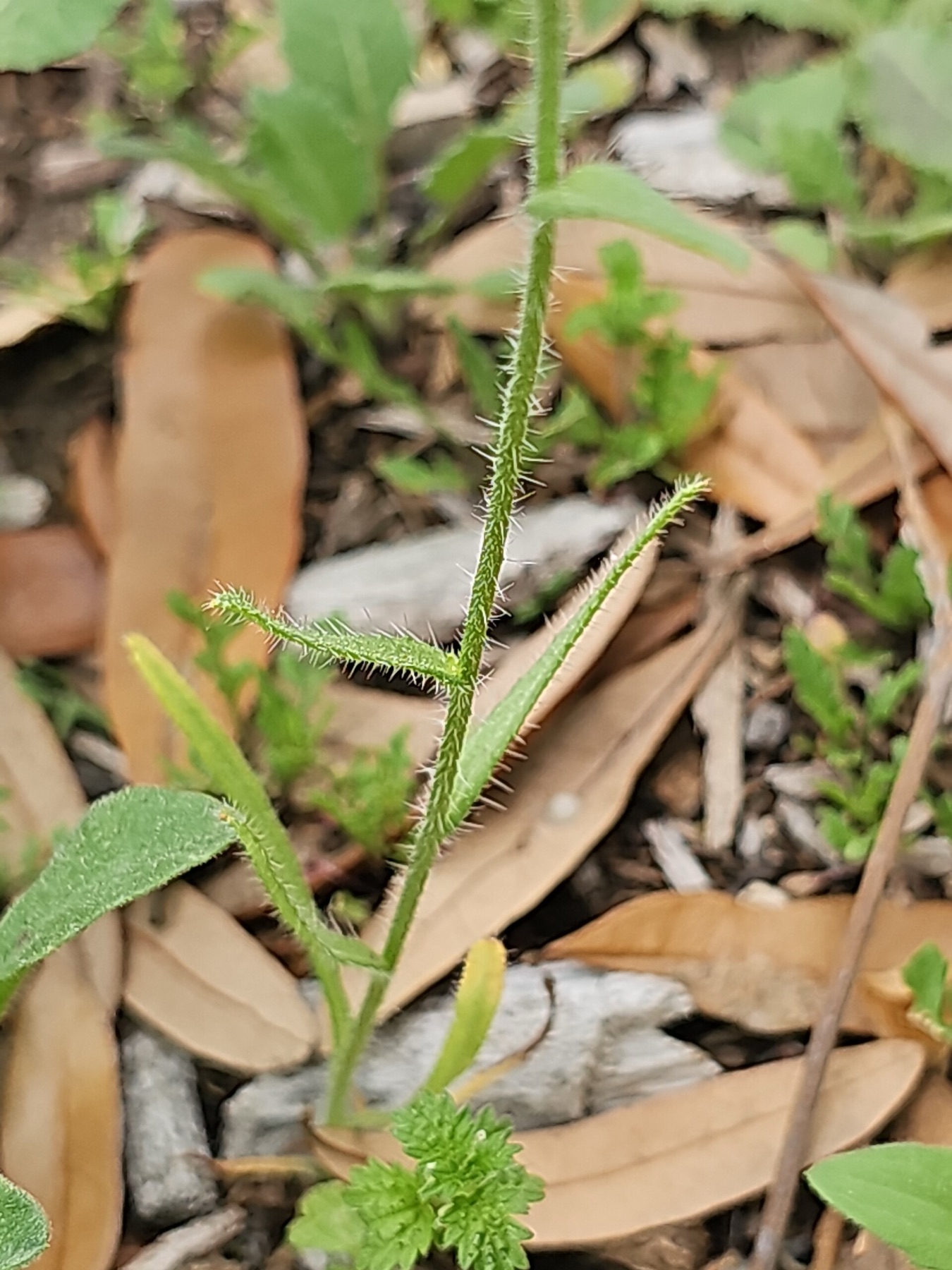 Common Fiddleneck — photo 19