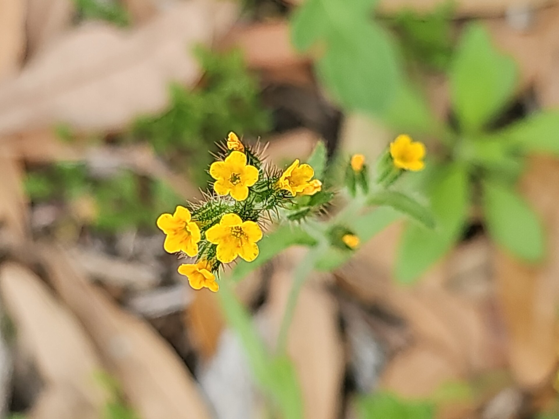 Common Fiddleneck — photo 20