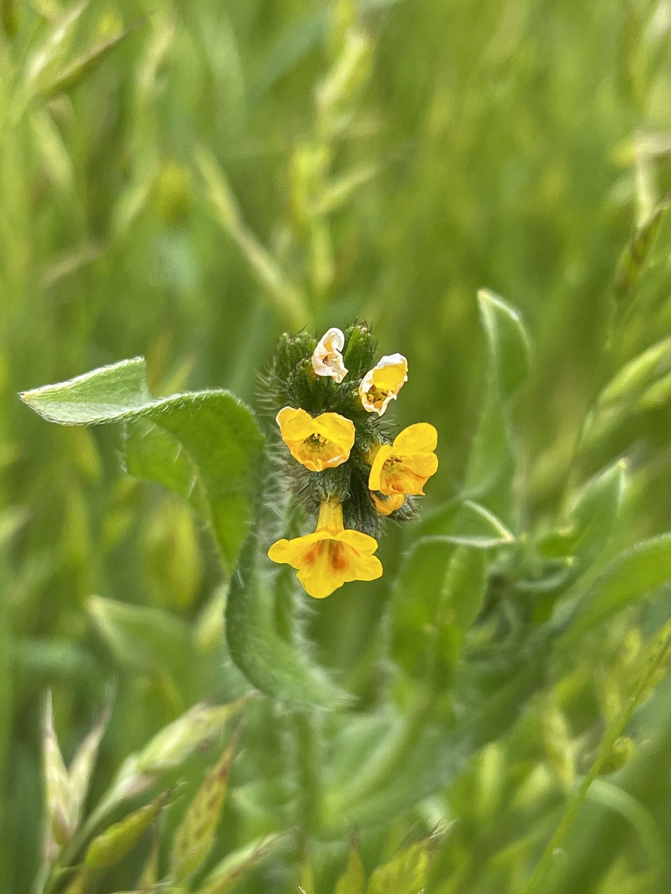 Common Fiddleneck — photo 21