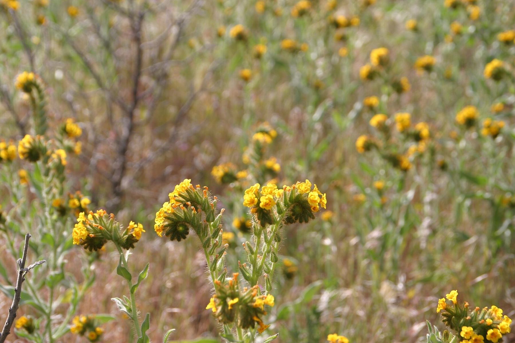 Common Fiddleneck — photo 22