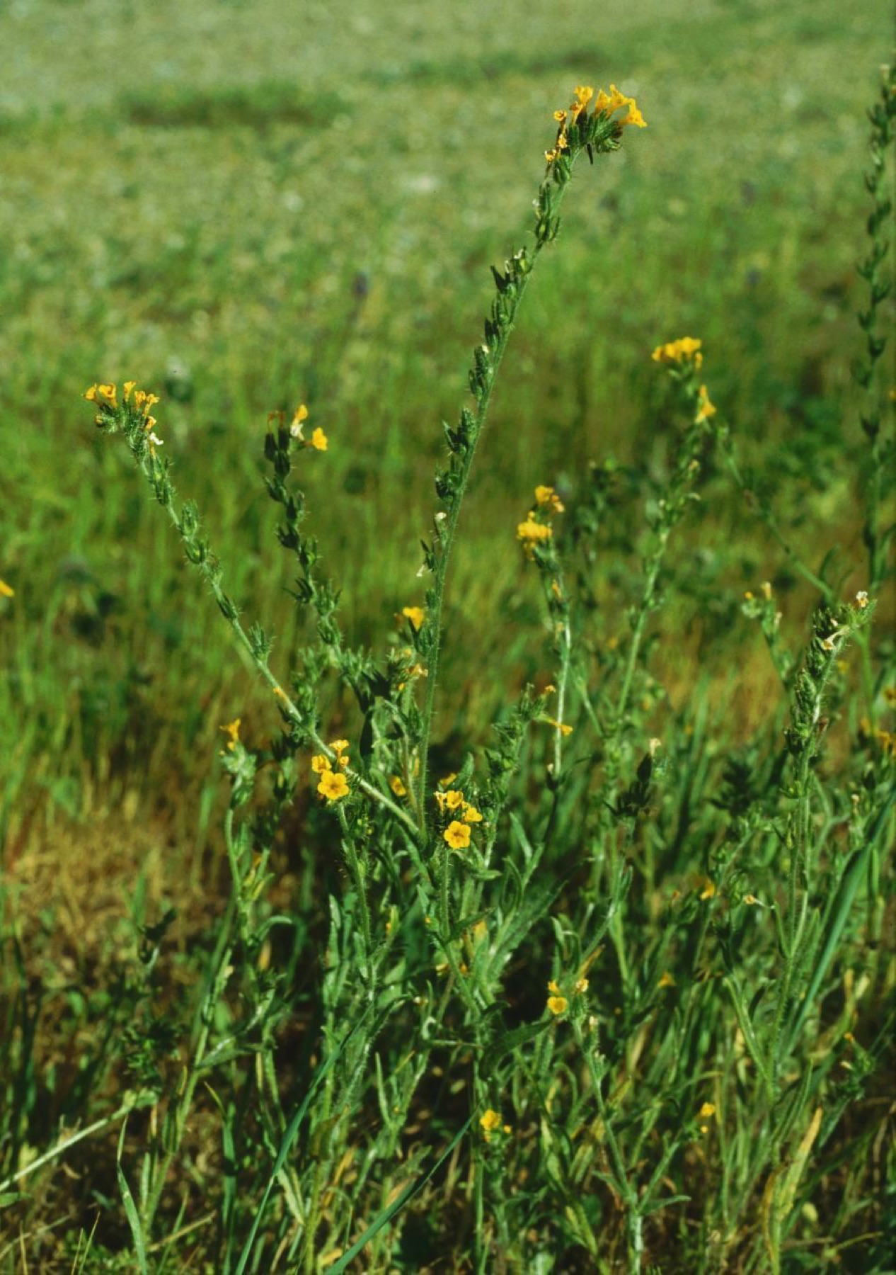 Common Fiddleneck — photo 23