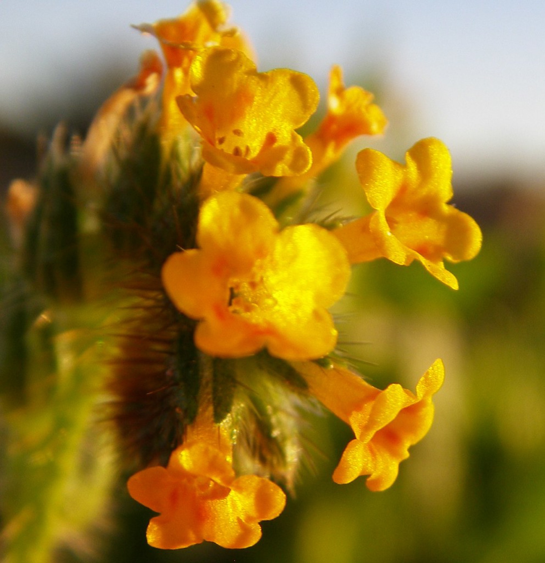 Common Fiddleneck — photo 24