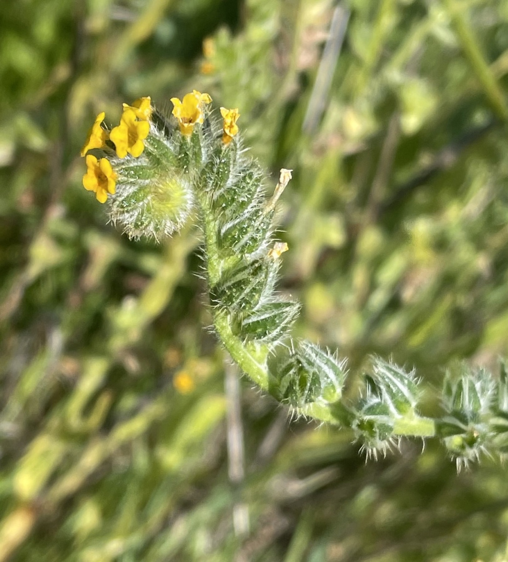 Common Fiddleneck