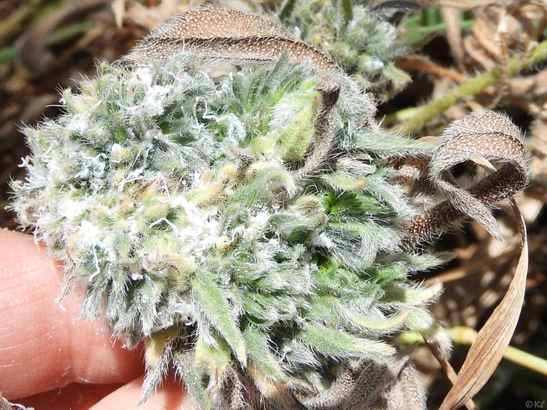 Common Fiddleneck — photo 2