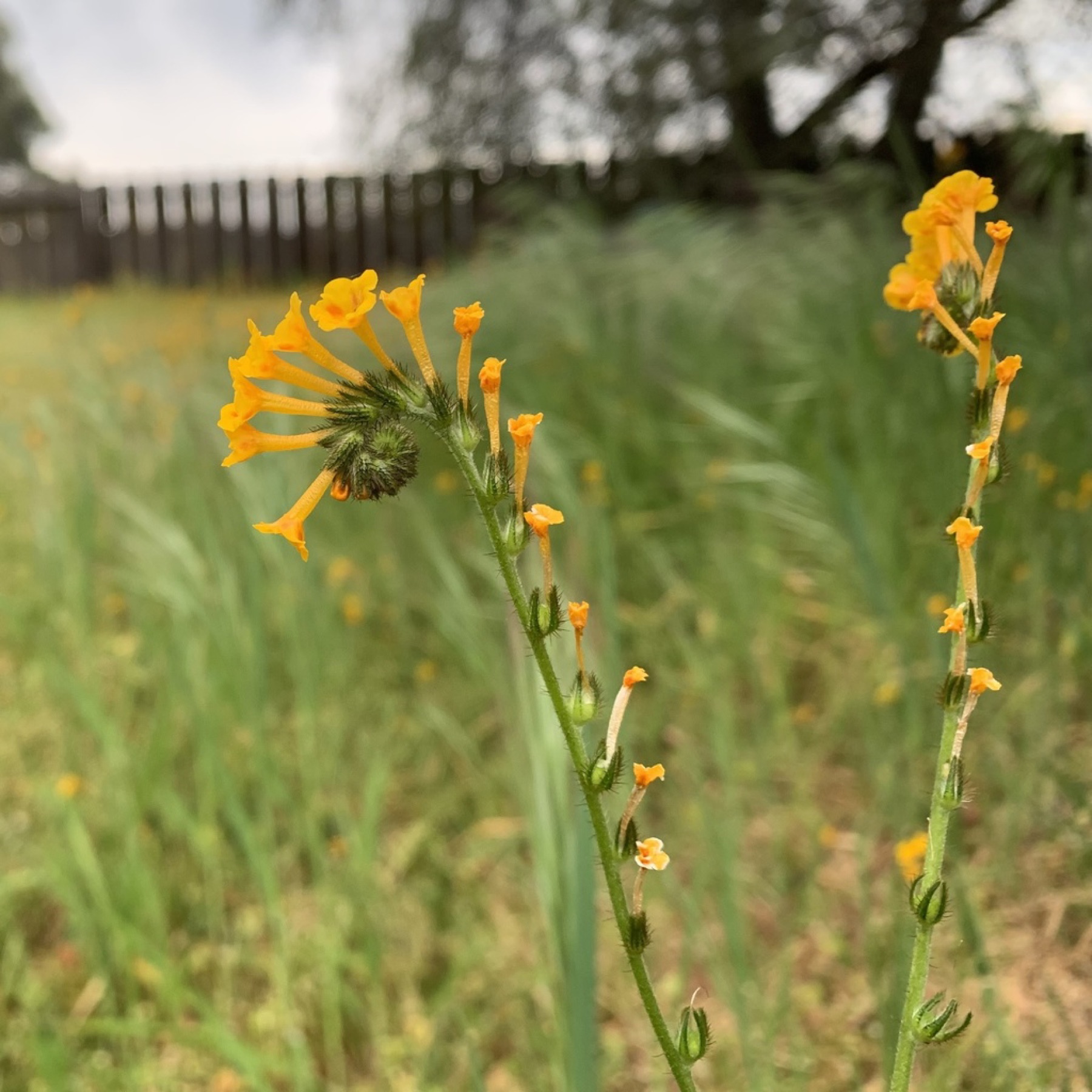 Common Fiddleneck — photo 4