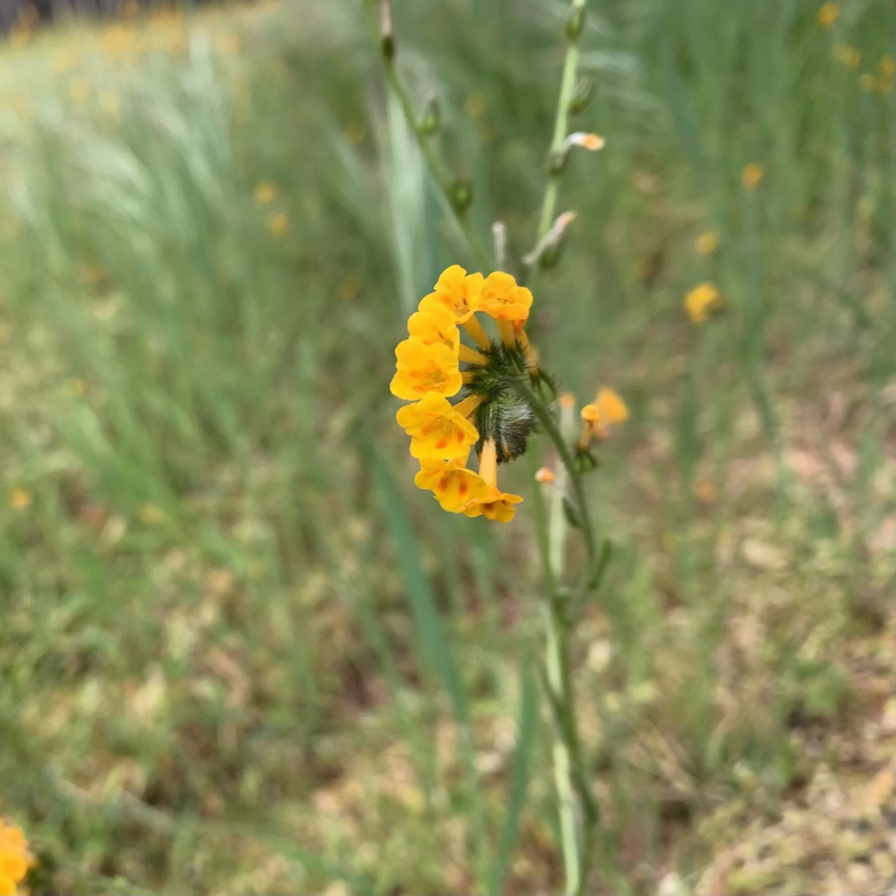 Common Fiddleneck — photo 5
