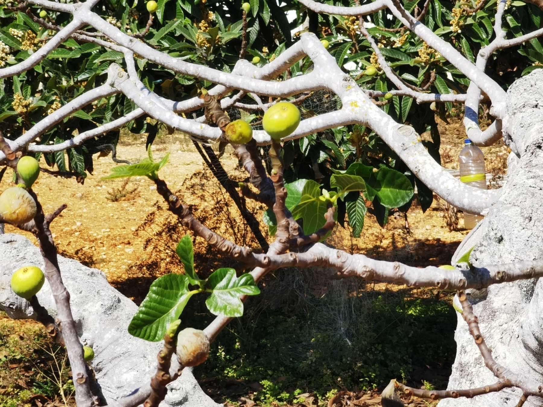 Common Fig — photo 11
