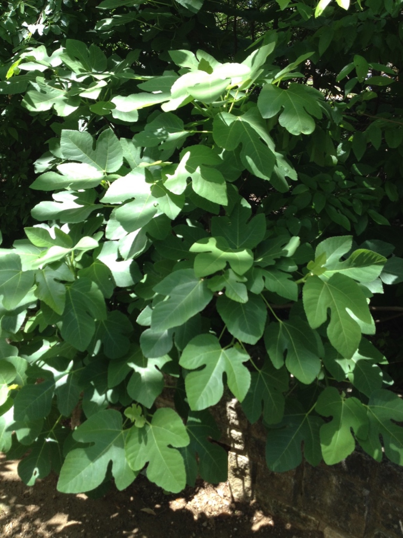 Common Fig — photo 12