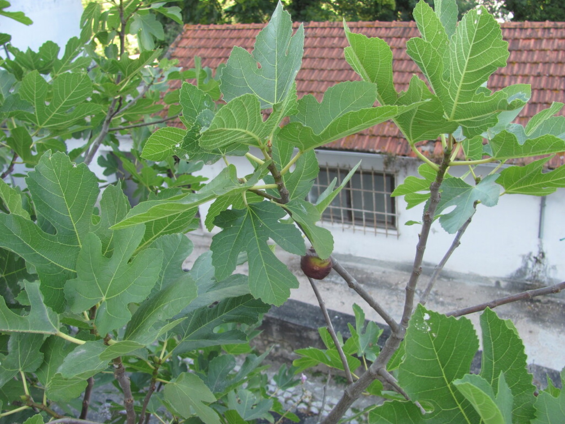 Common Fig — photo 13