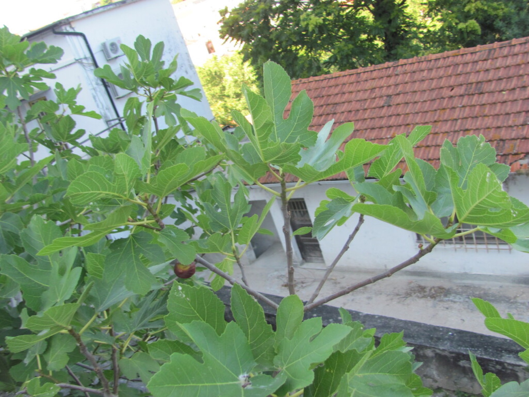 Common Fig — photo 14