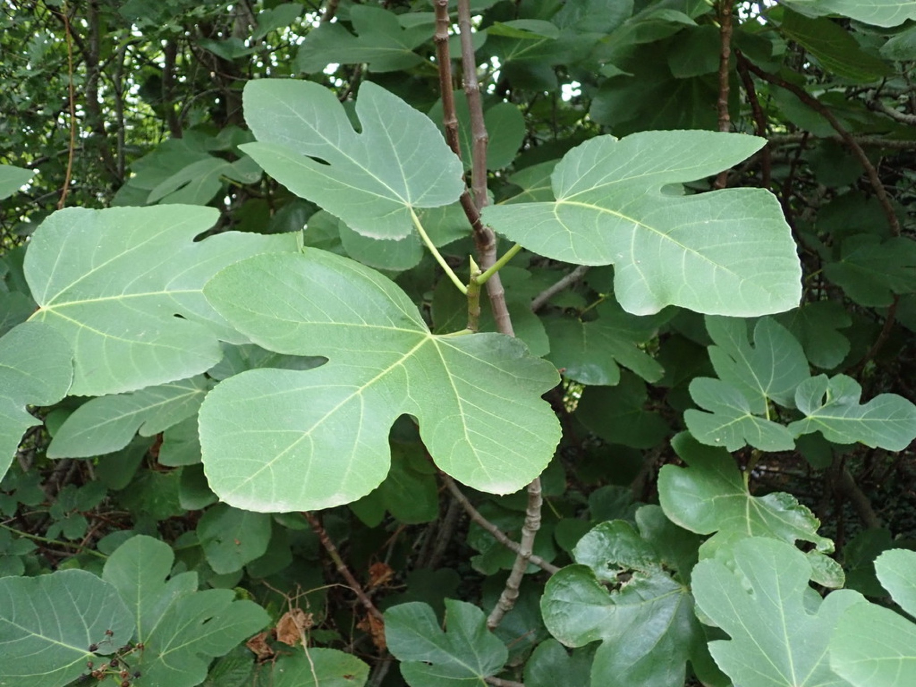 Common Fig — photo 1