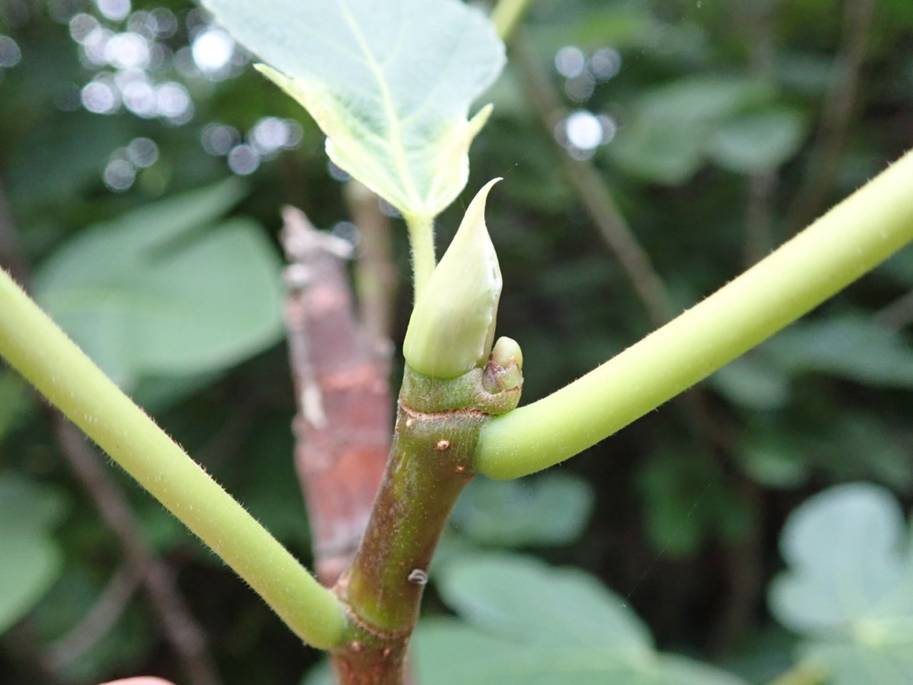 Common Fig — photo 15