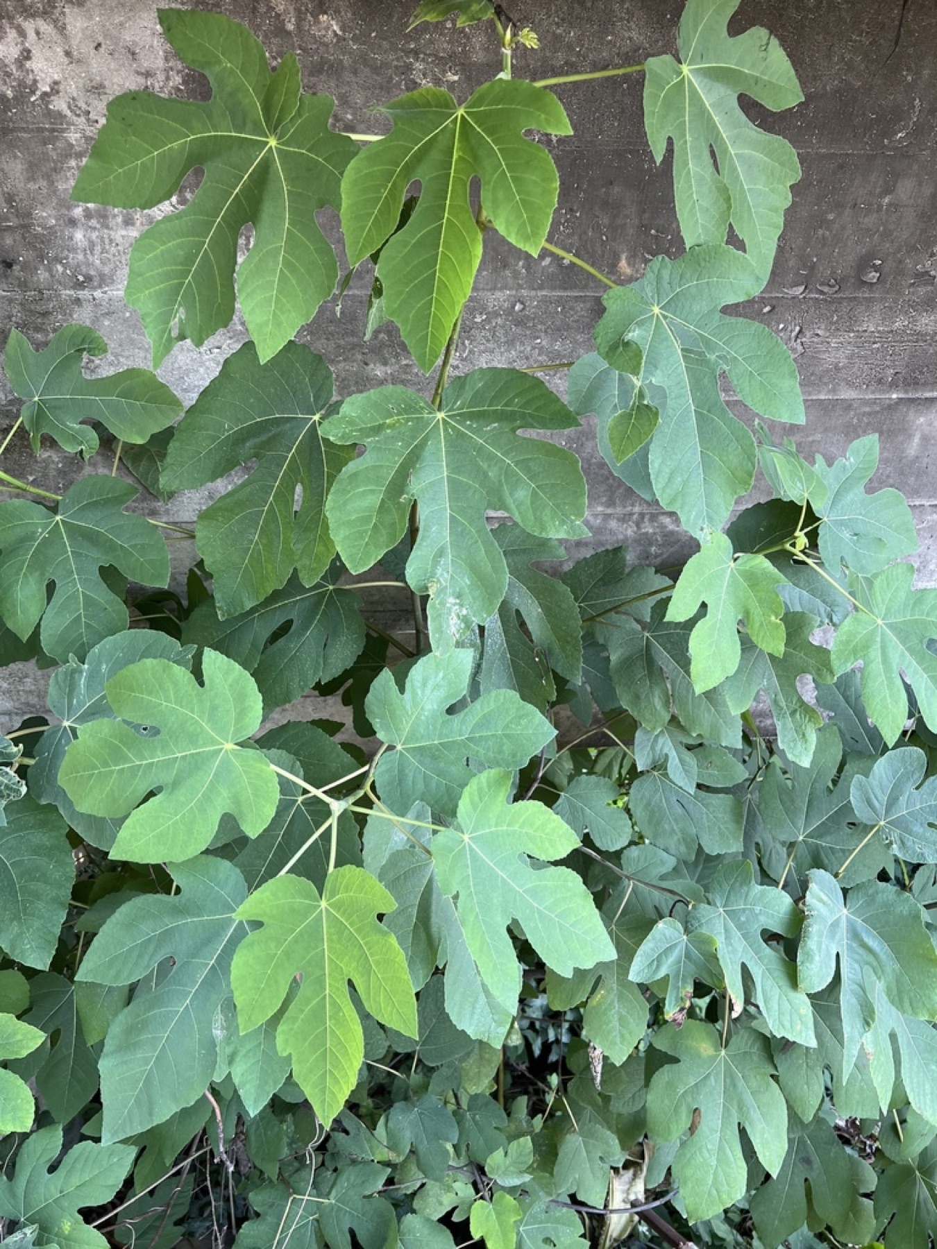 Common Fig — photo 16