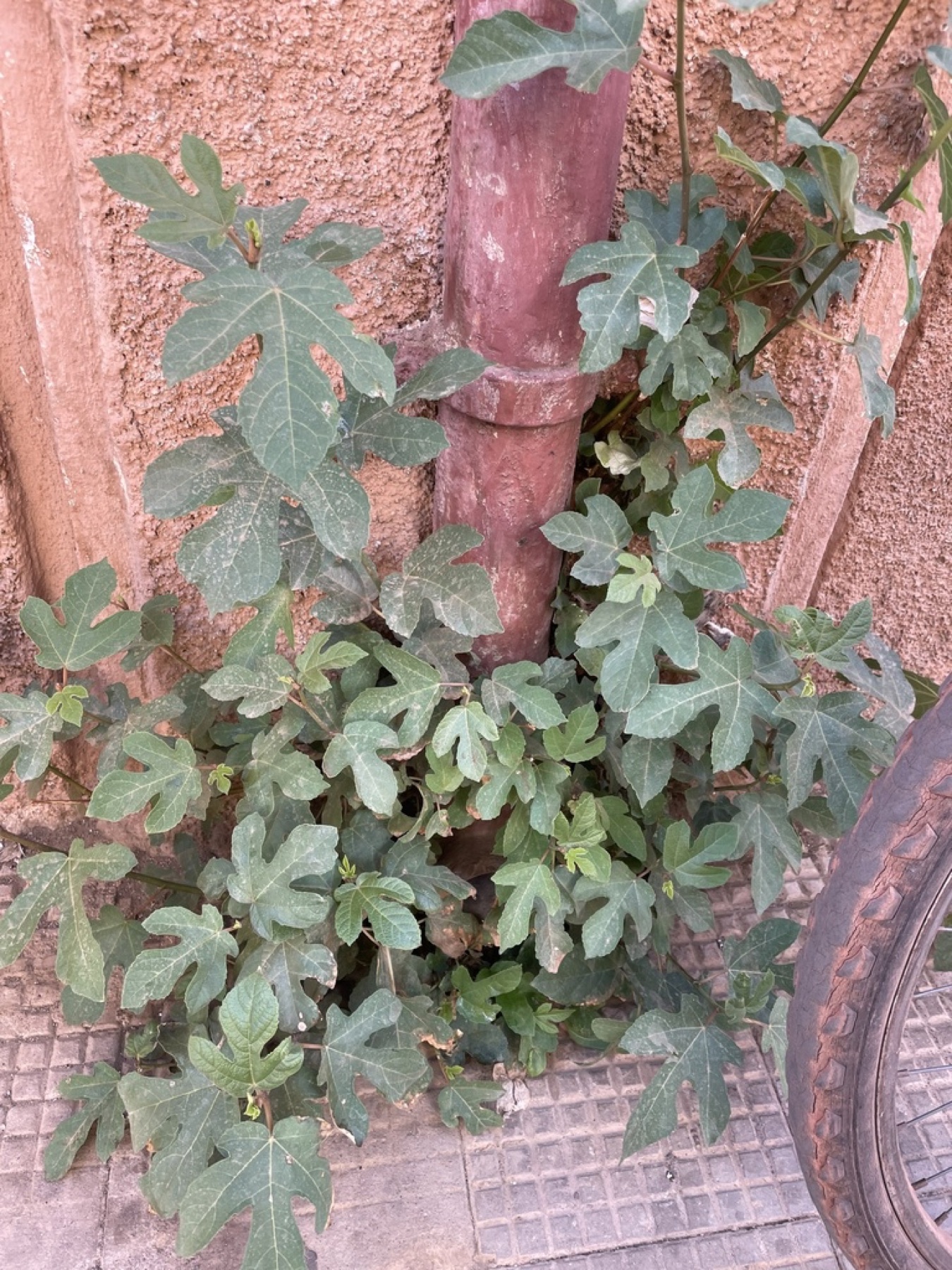 Common Fig — photo 17