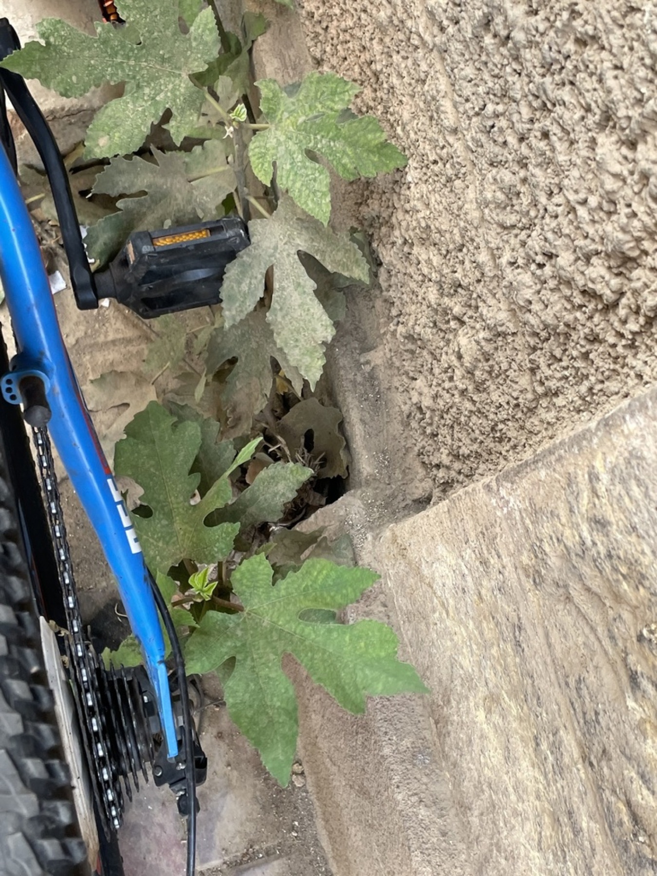 Common Fig — photo 18