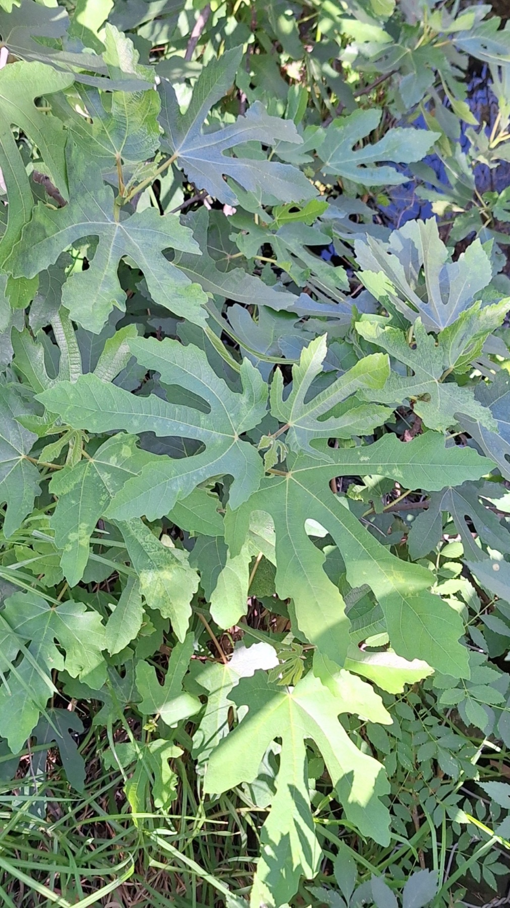 Common Fig — photo 19