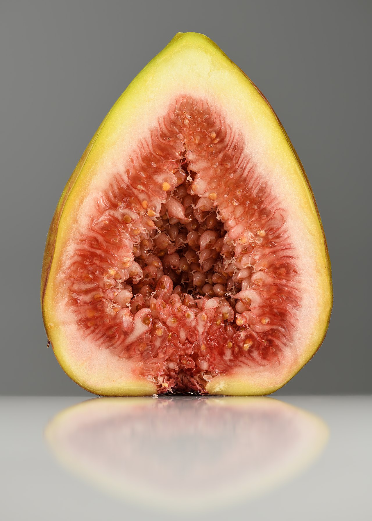 Common Fig — photo 3