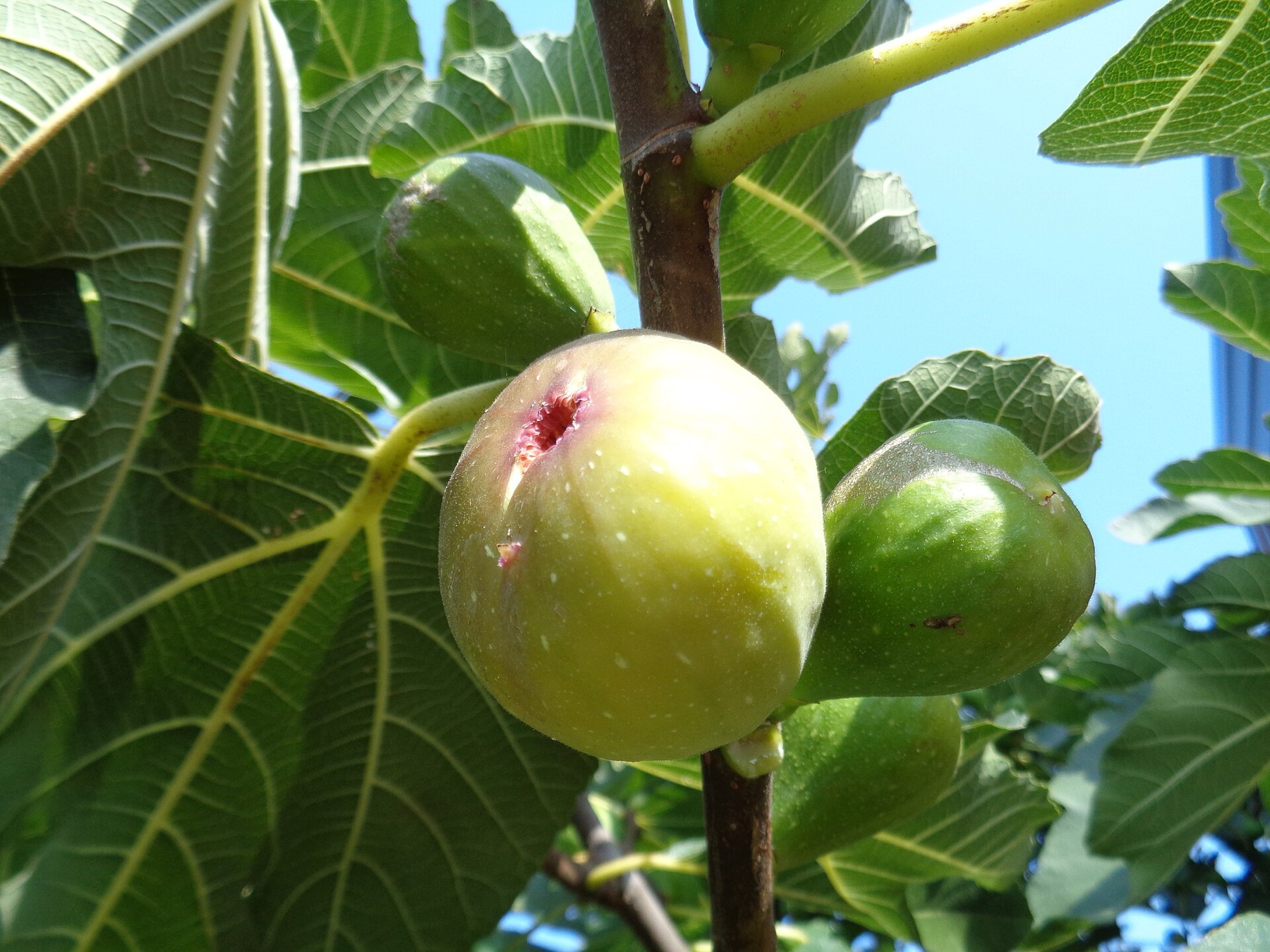 Common Fig — photo 21