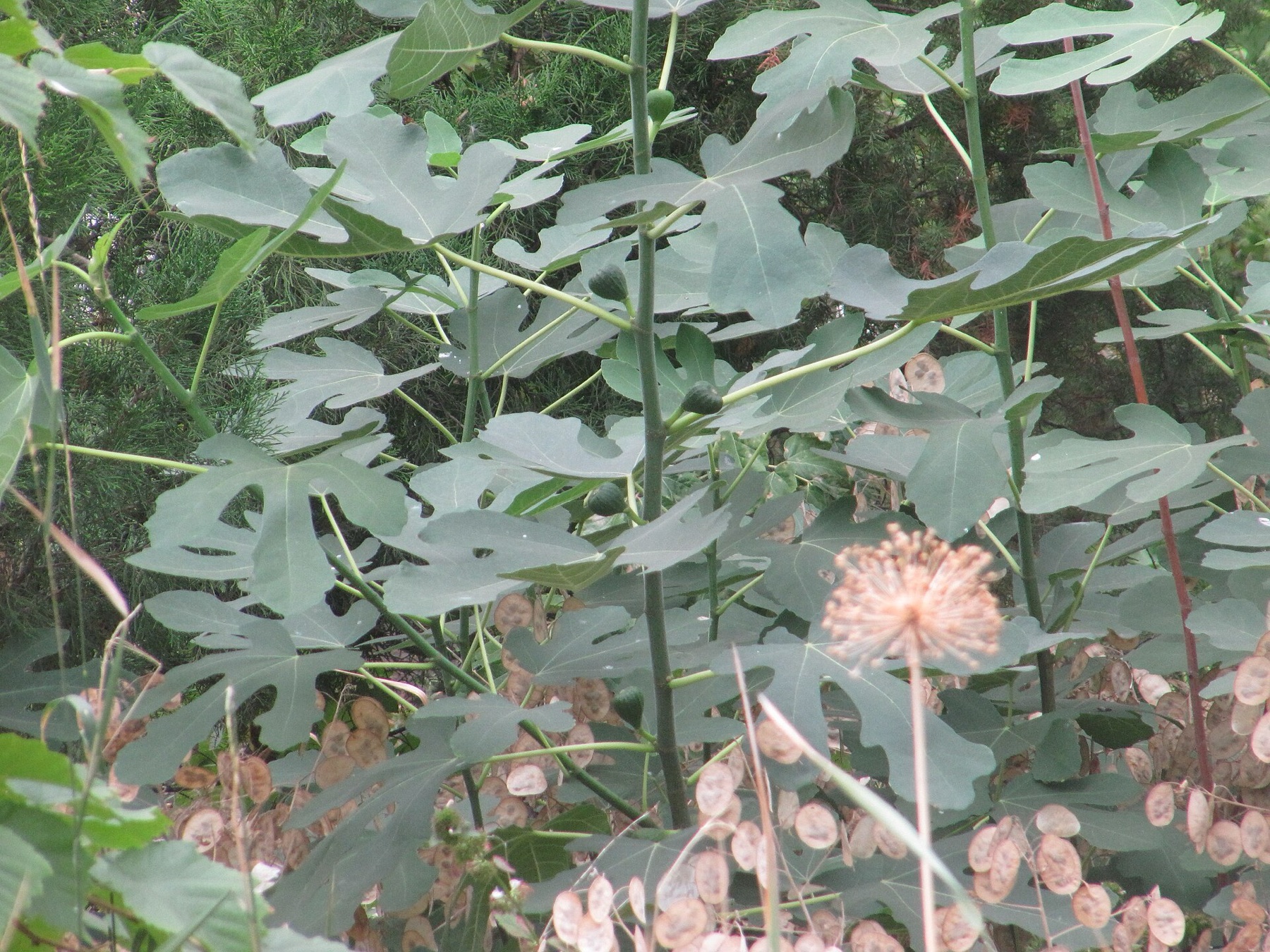 Common Fig — photo 22