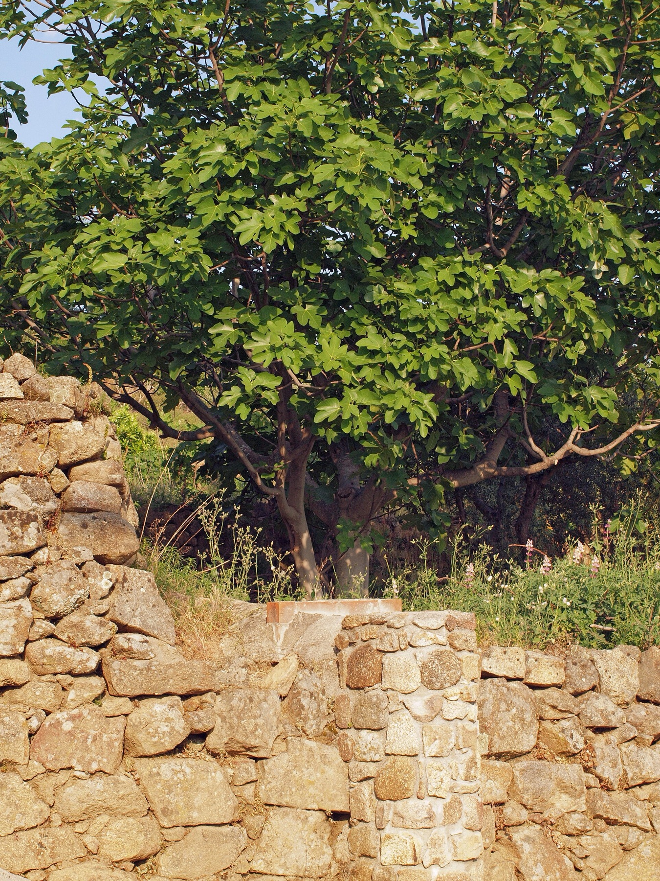 Common Fig — photo 23