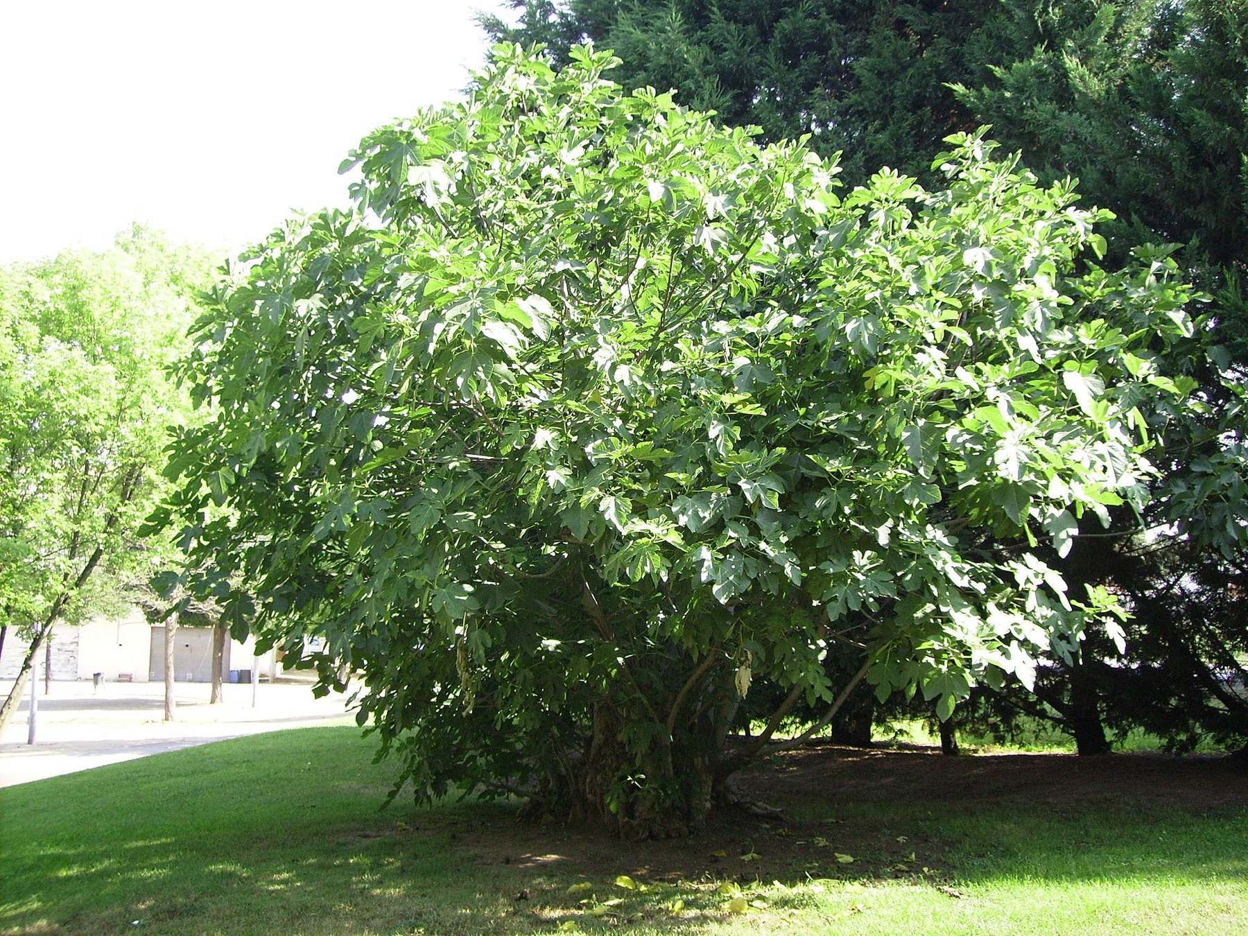 Common Fig — photo 24