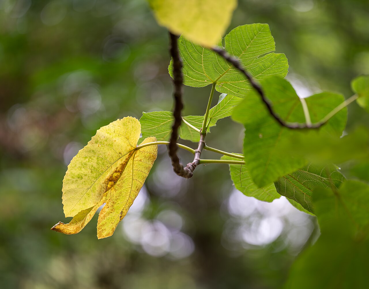 Common Fig — photo 4