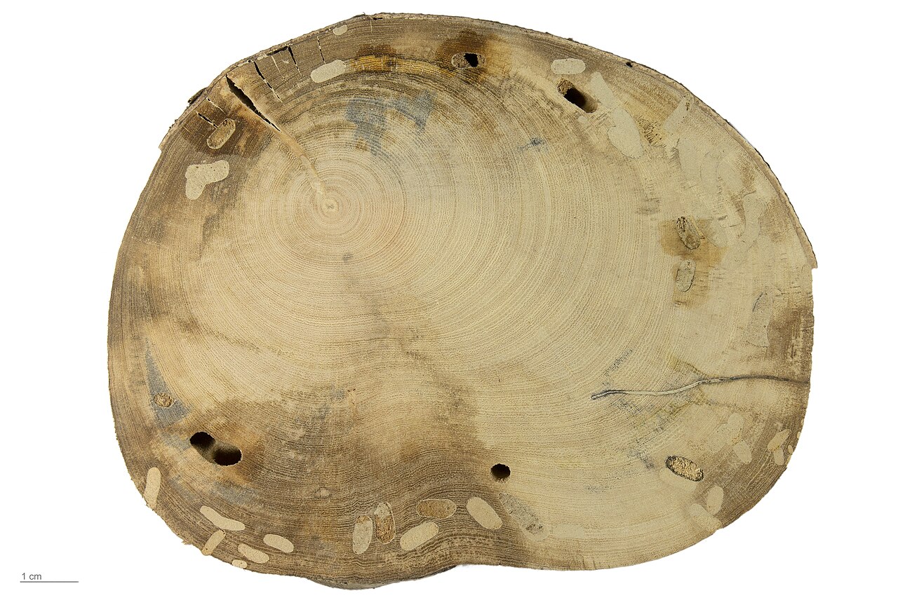 Common Fig — photo 5