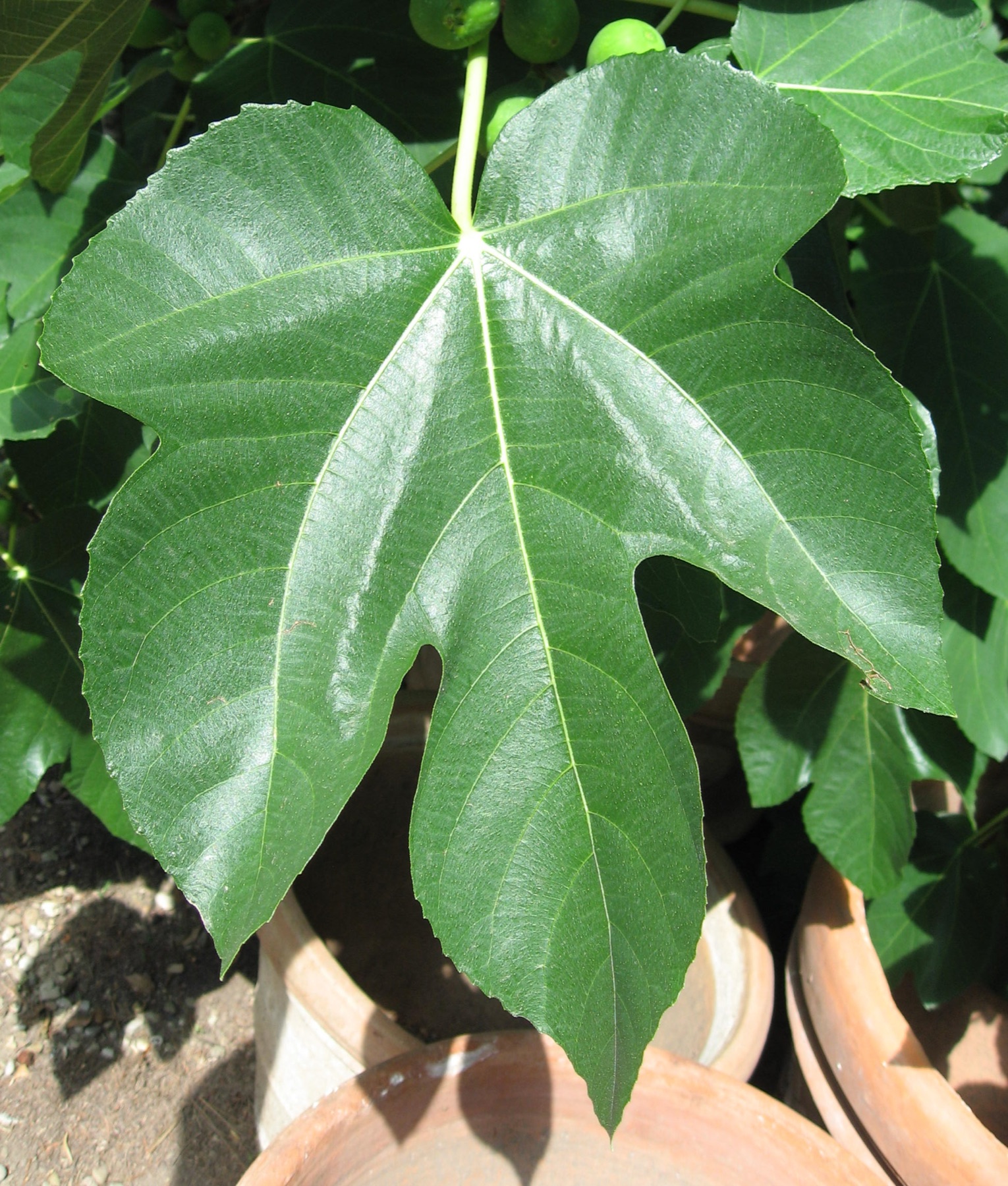 Common Fig — photo 6