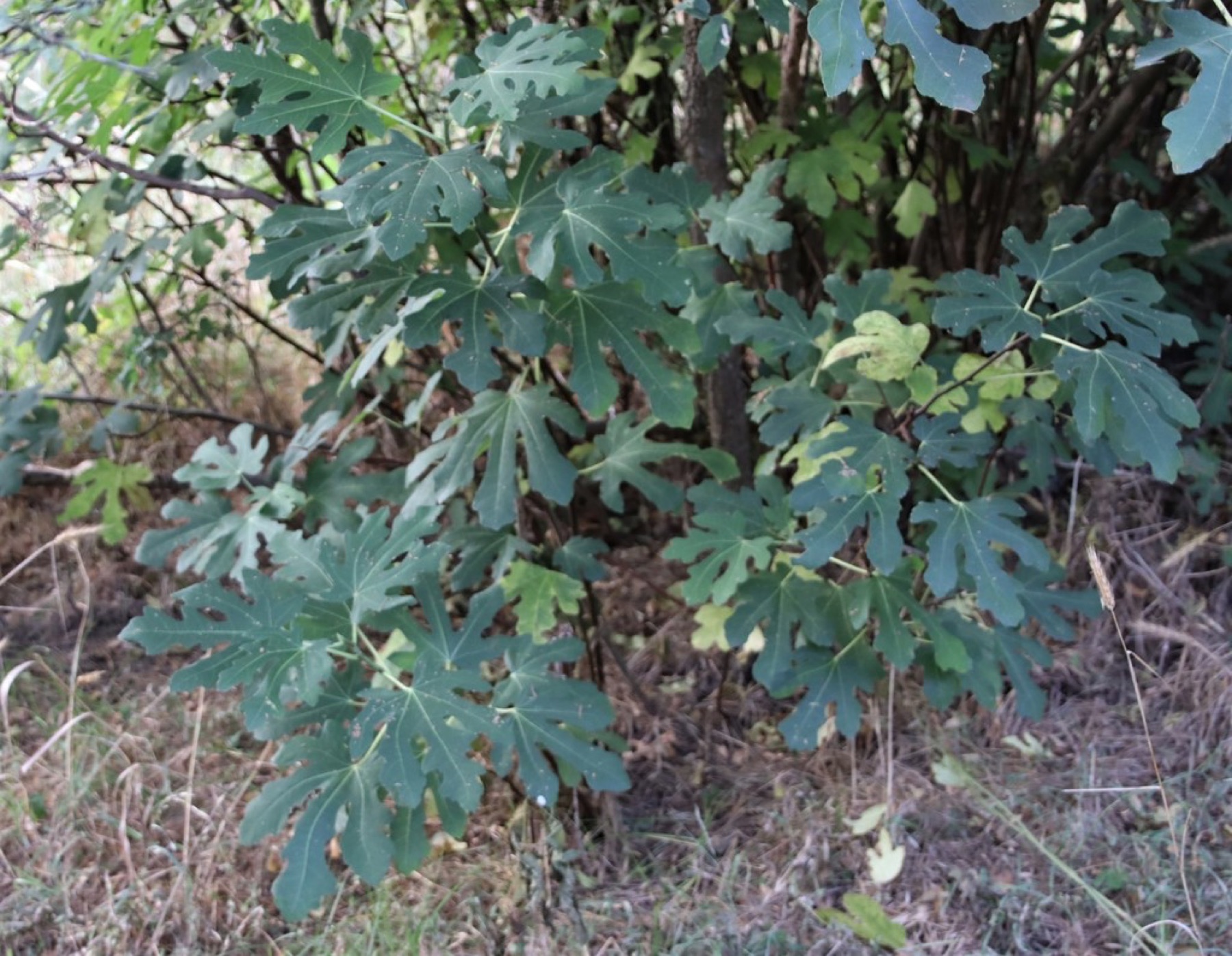 Common Fig — photo 7