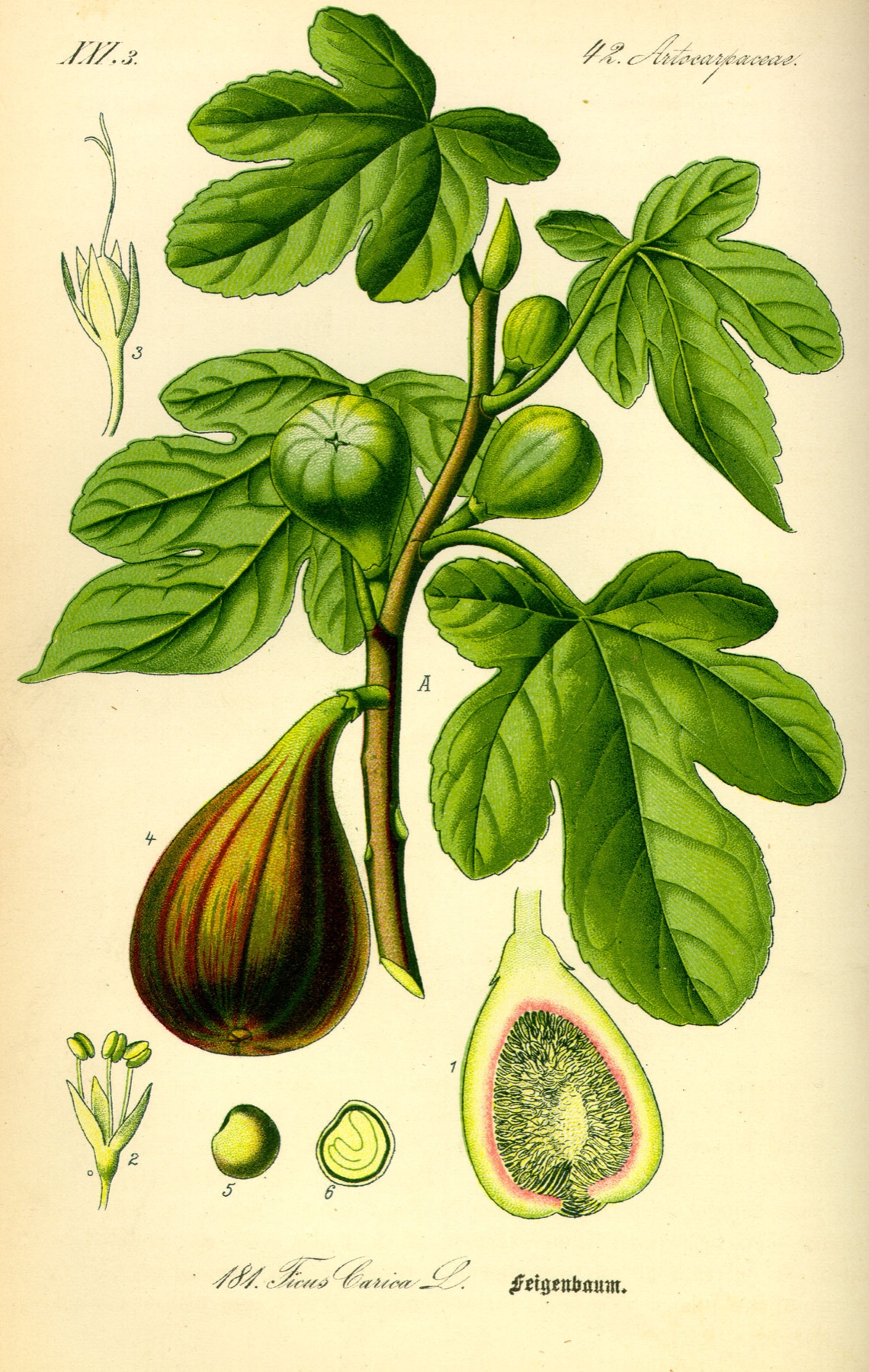 Common Fig — photo 8