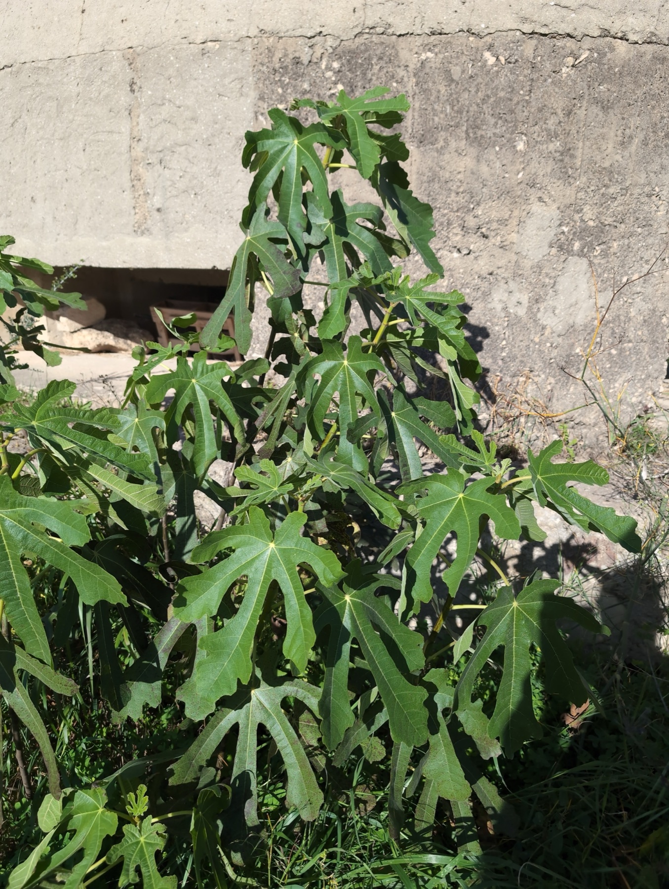 Common Fig — photo 9