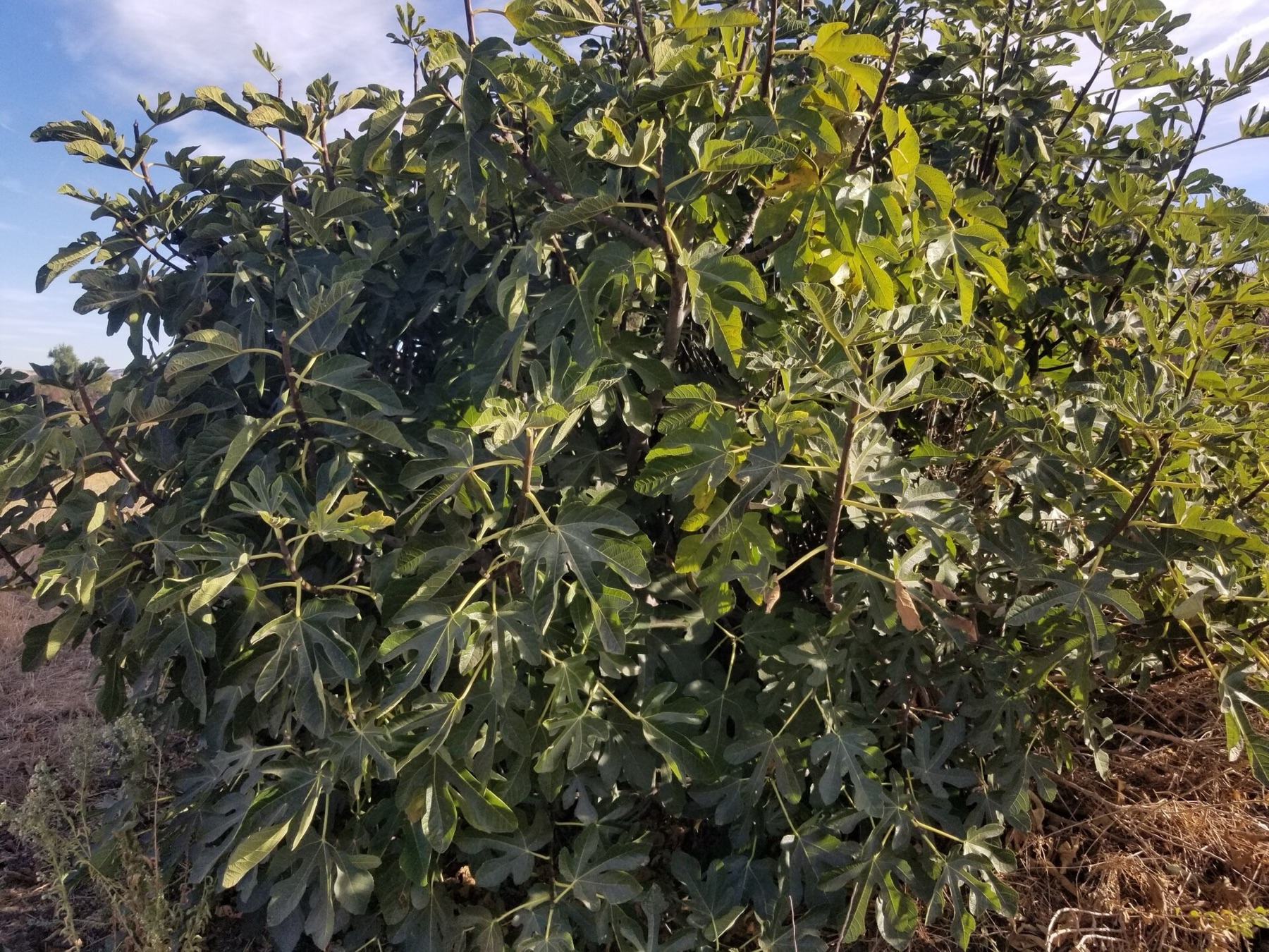 Common Fig — photo 10